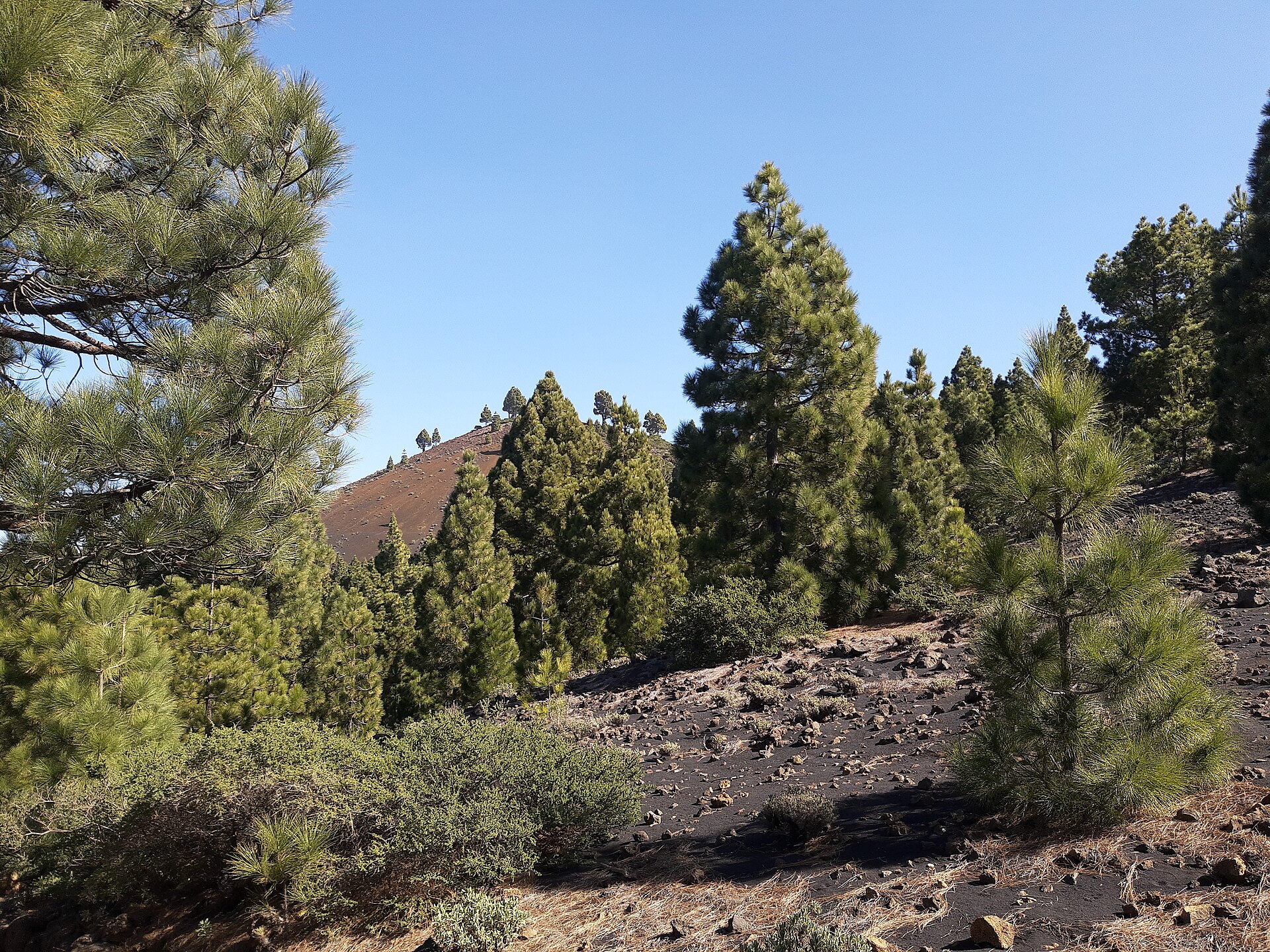 Ruta de los volcanes, pines on volcano slope, La Palma