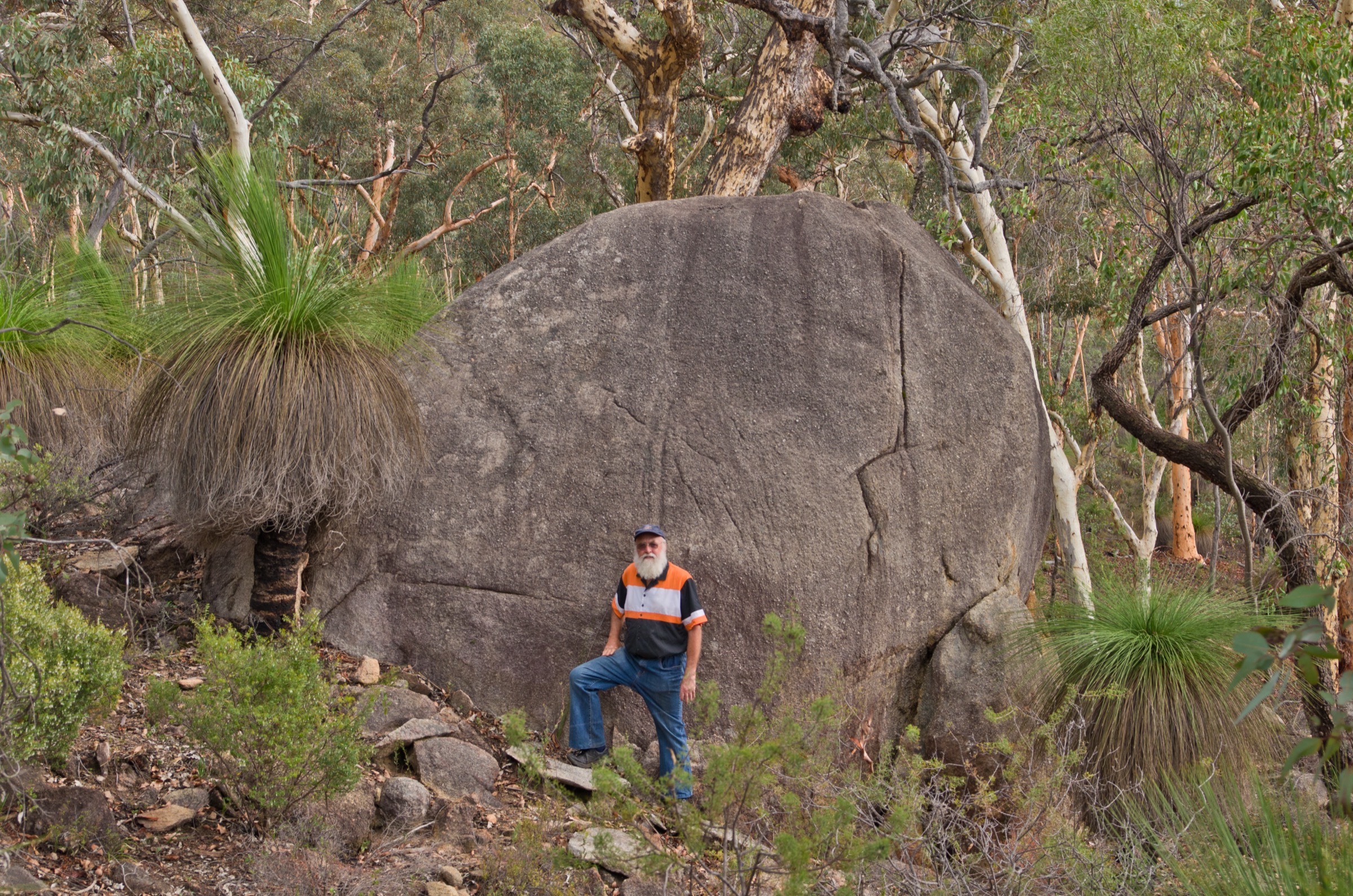 Powder-barked wandoo and grasstree woodland in Avon Valley National Park