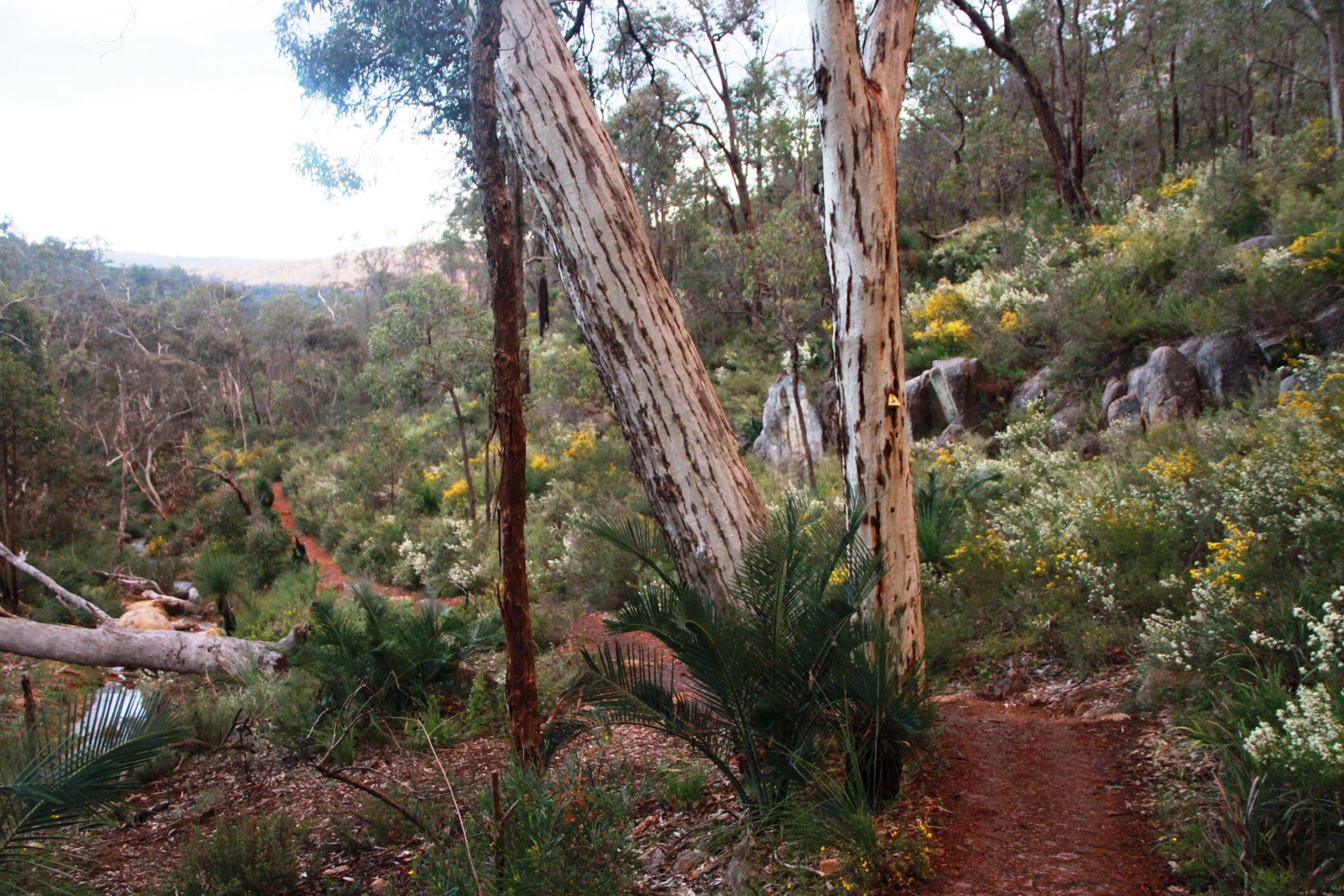Rocky Pool on Piesse Brook in Kalamunda National Park