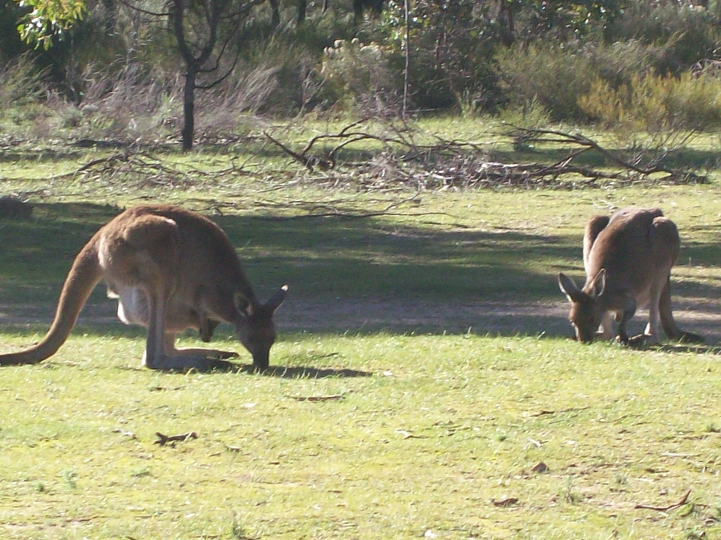 Australia — Mount Remarkable / Southern Flinders: day-hikes