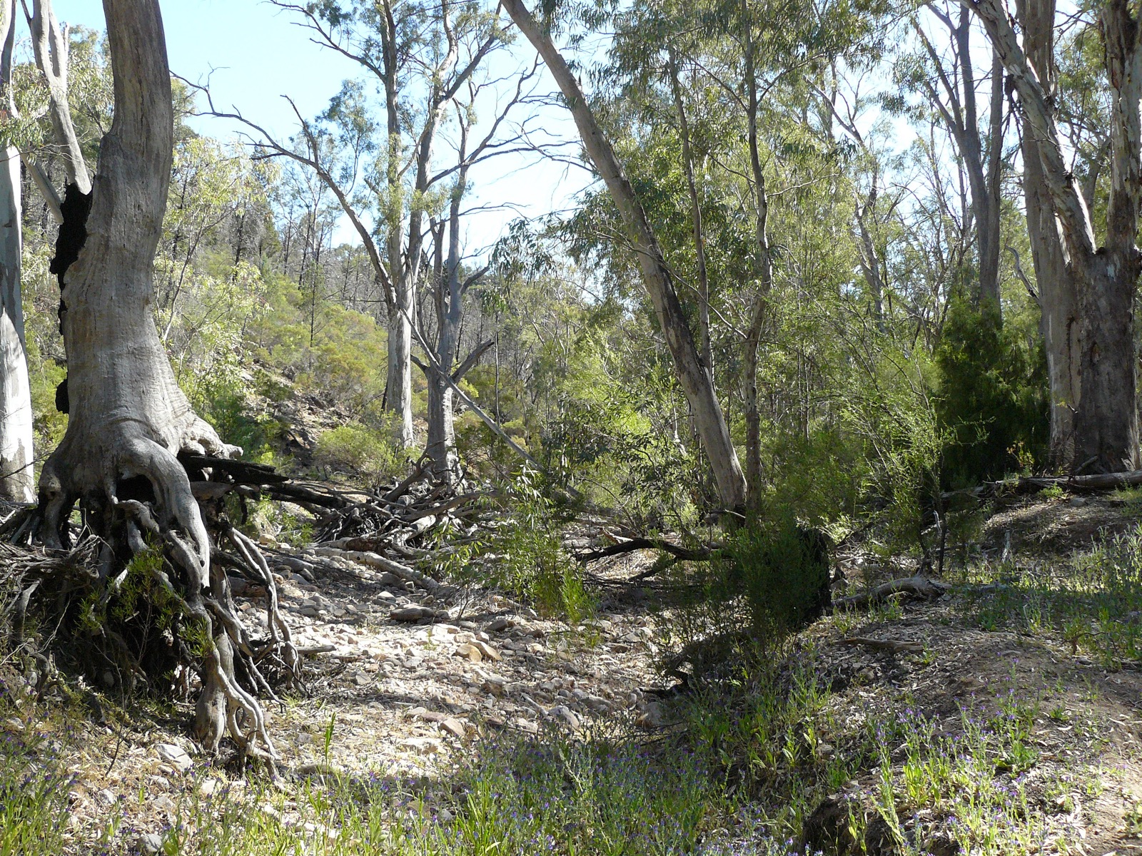 Mambray Creek in Mount Remarkable National Park, the starting valley for the Hidden Gorge circuit