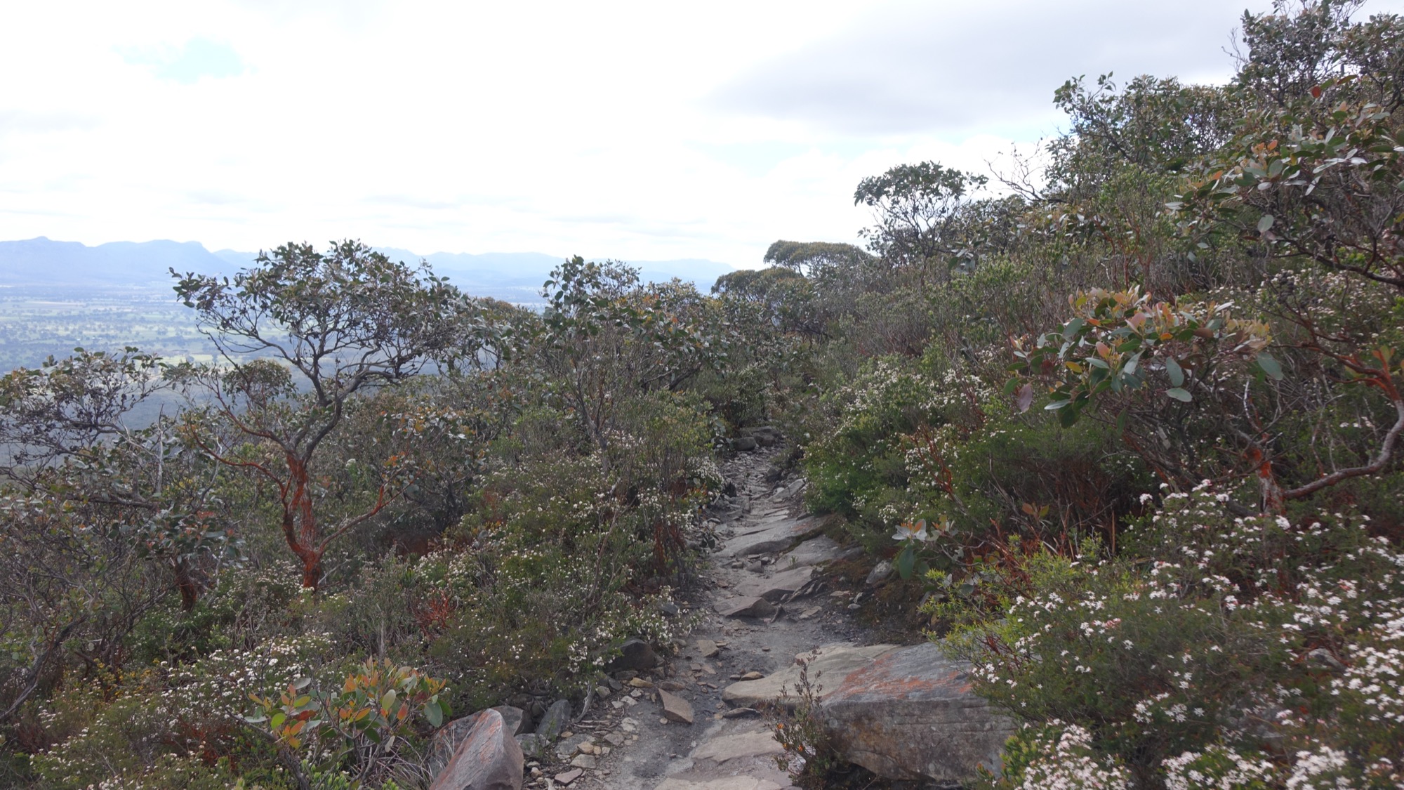 Track on Mount Abrupt, Southern Grampians