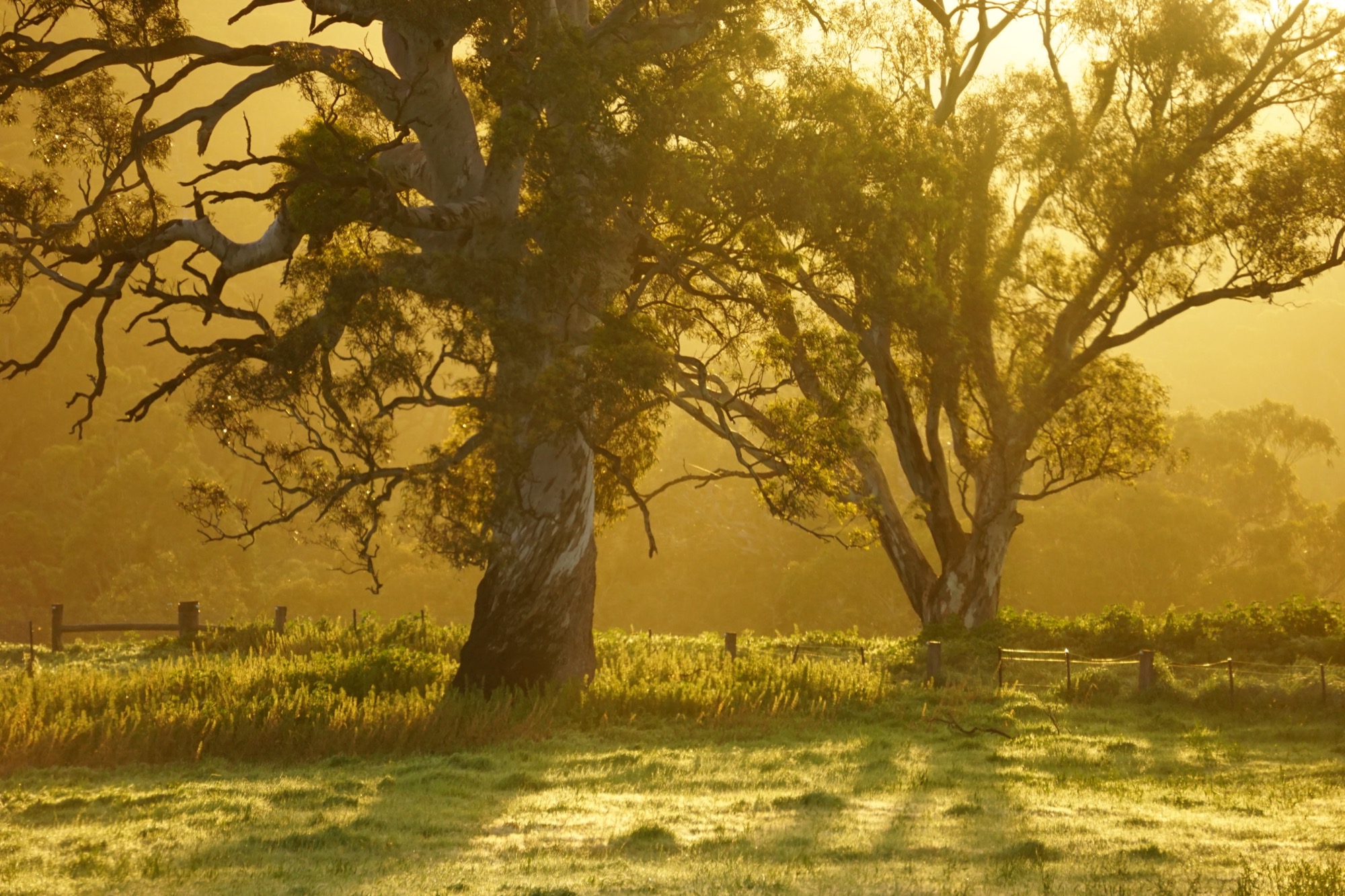 Sunrise at Mount Sturgeon, Southern Grampians
