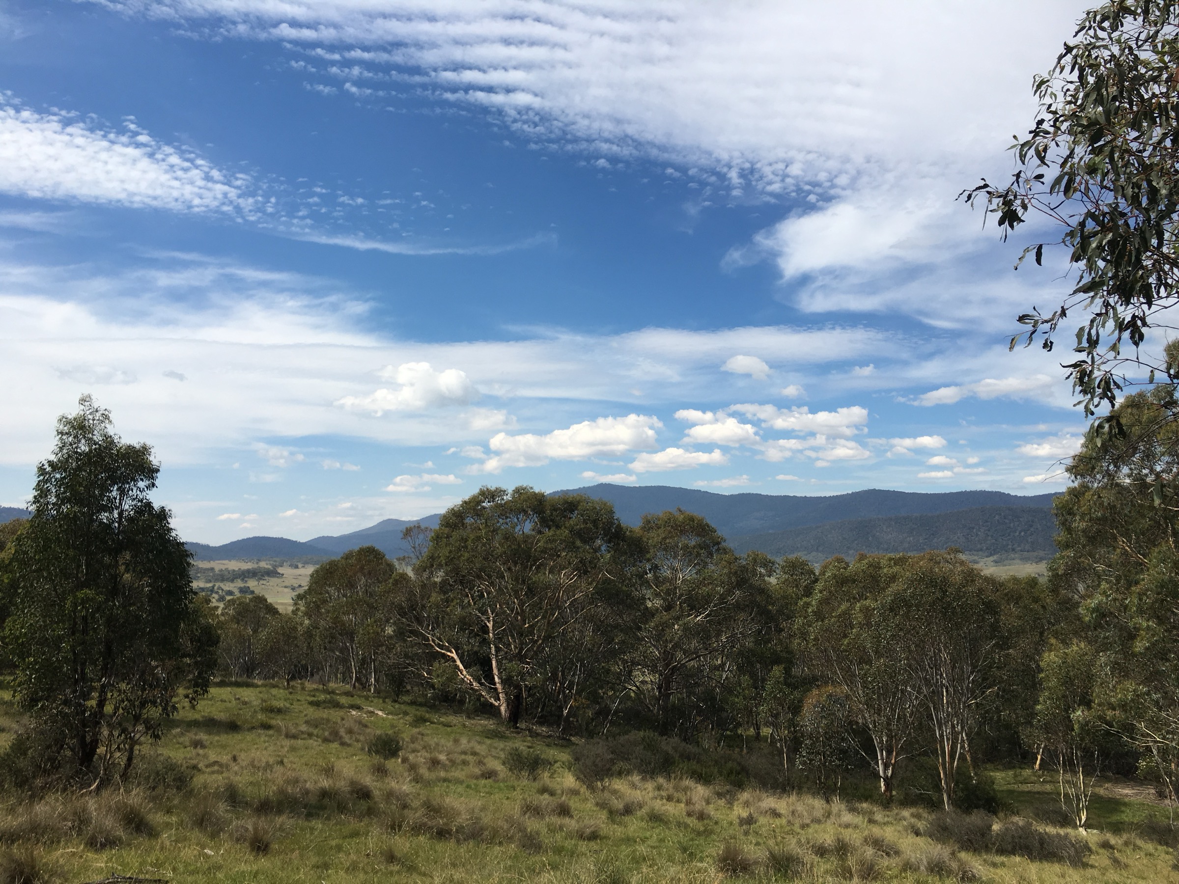 Grassland approach to the Yankee Hat rock shelter, Namadgi National Park, ACT