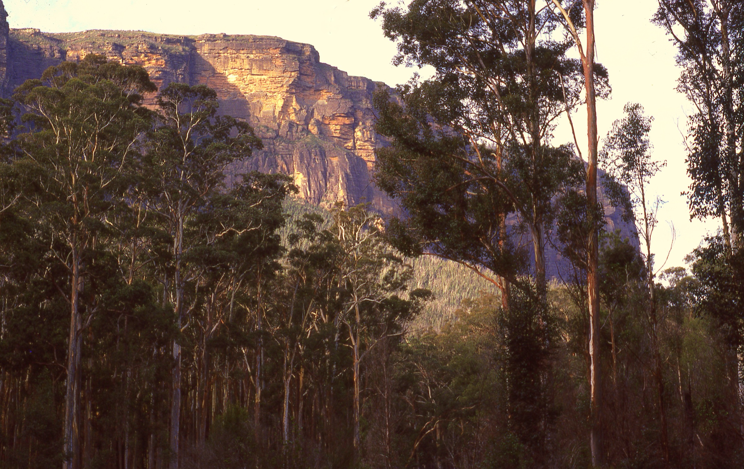 Tall Sydney blue gums in the Blue Gum Forest on the floor of the Grose Valley