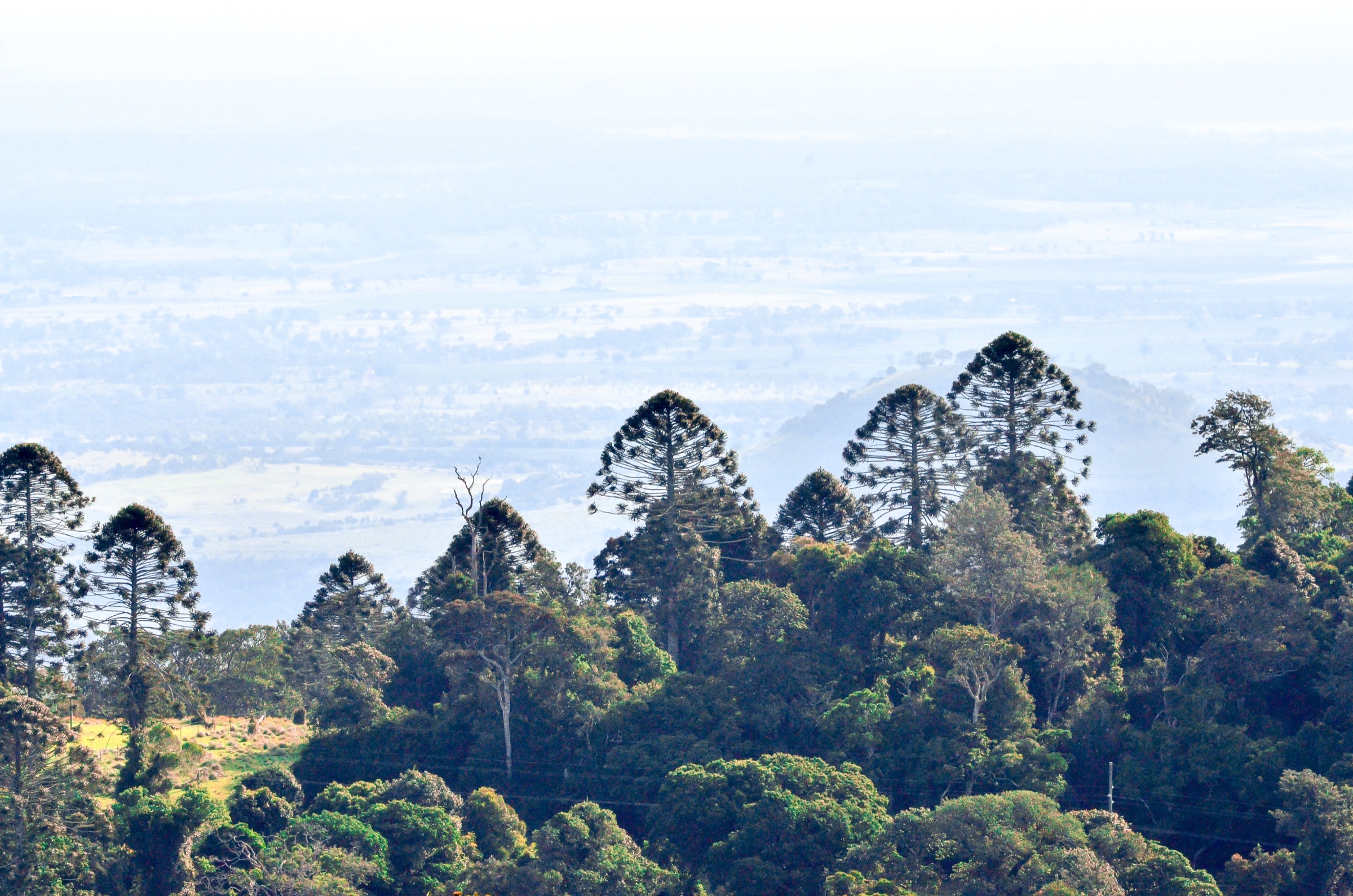 Australia — Bunya Mountains / South Burnett: Essential Day-Hikes