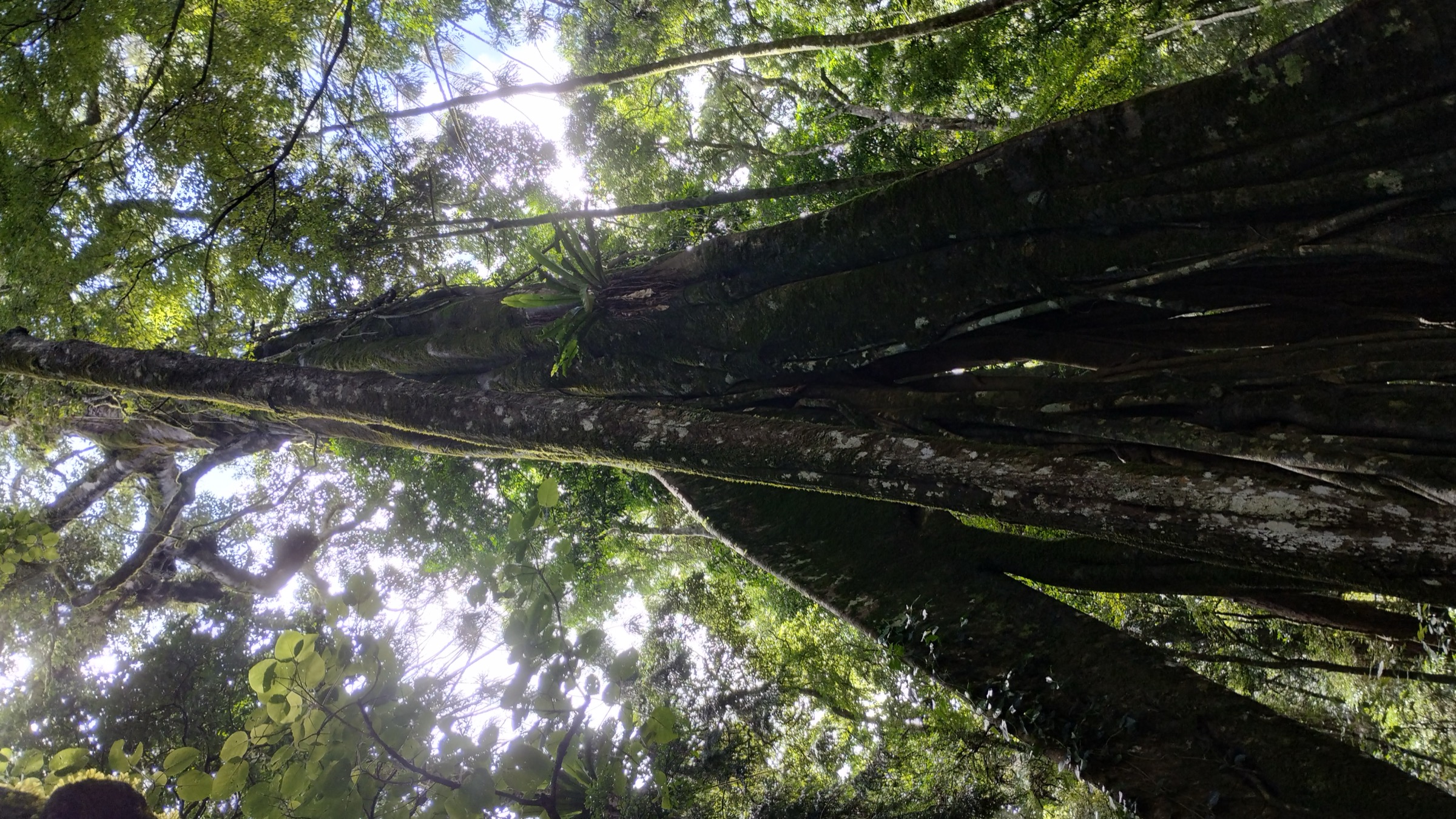 Ancient bunya pine on the Scenic Circuit at Dandabah, Bunya Mountains National Park