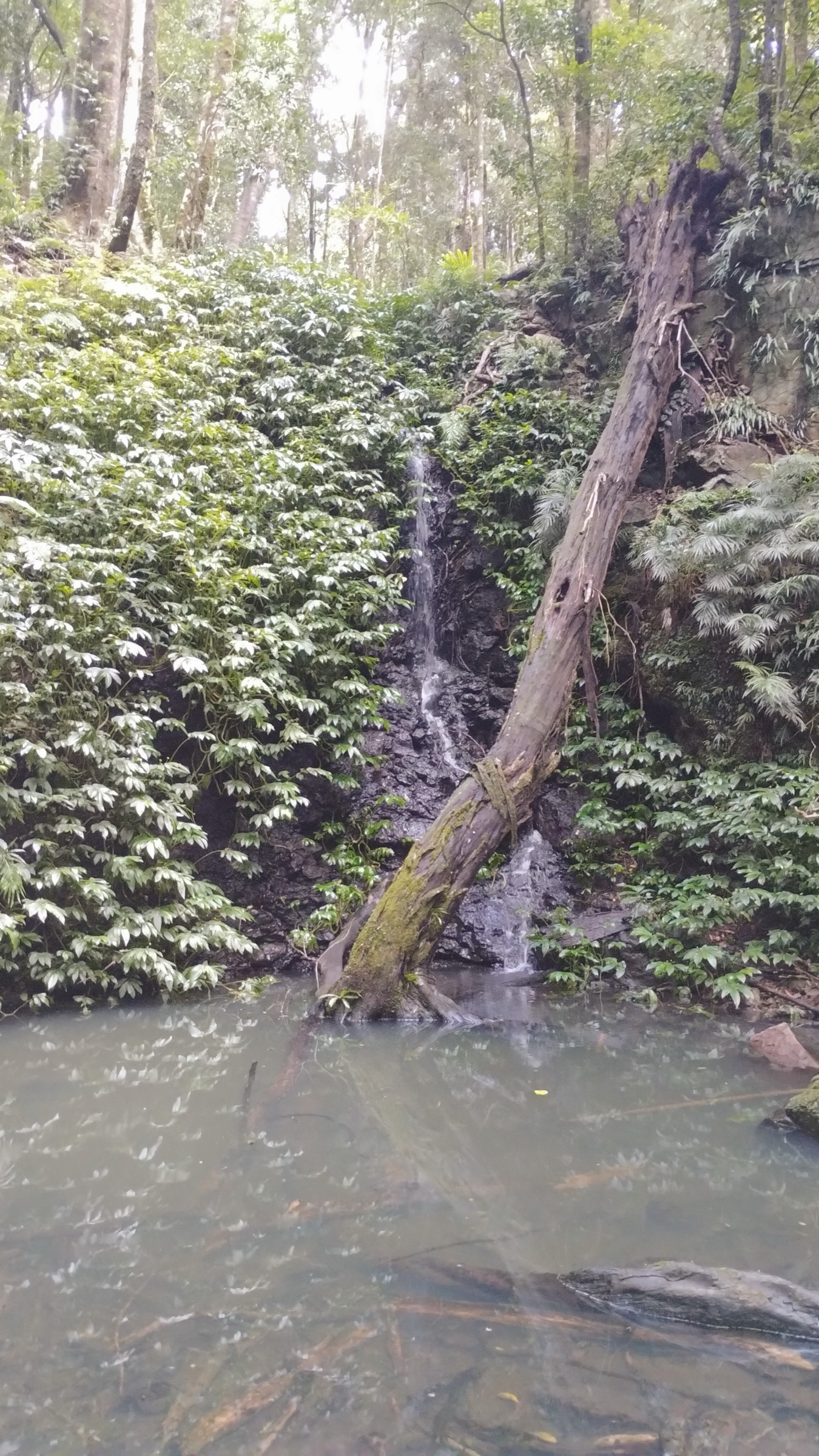 Tim Shea Falls in Bunya Mountains National Park