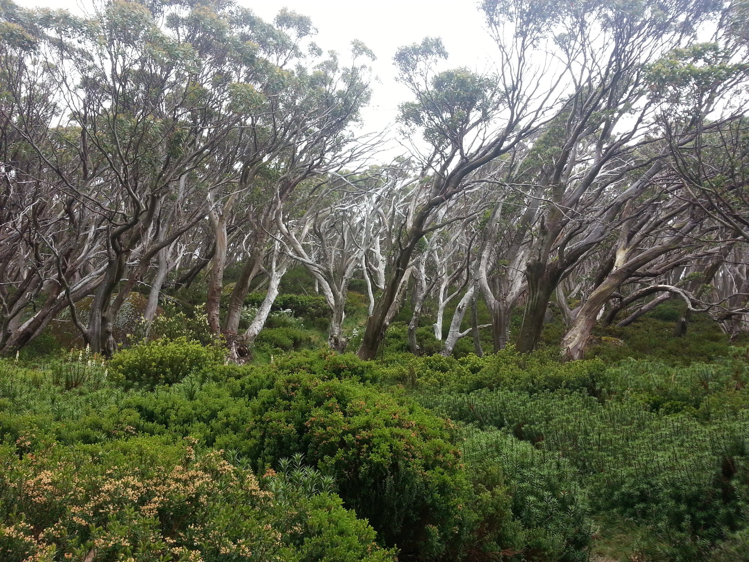 Snow gums on the Baw Baw Plateau near Mount Erica