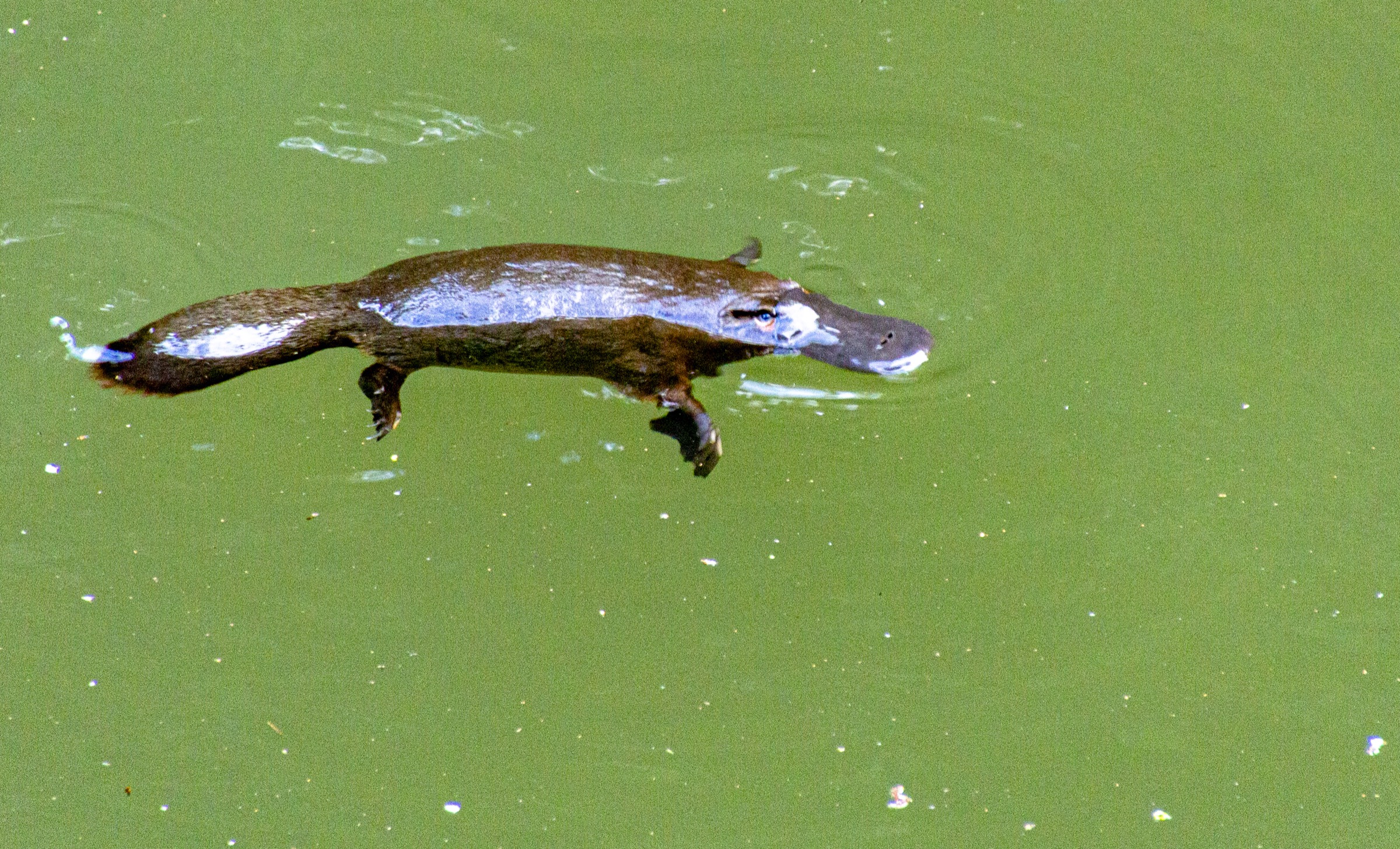 Platypus in Broken River, Eungella National Park