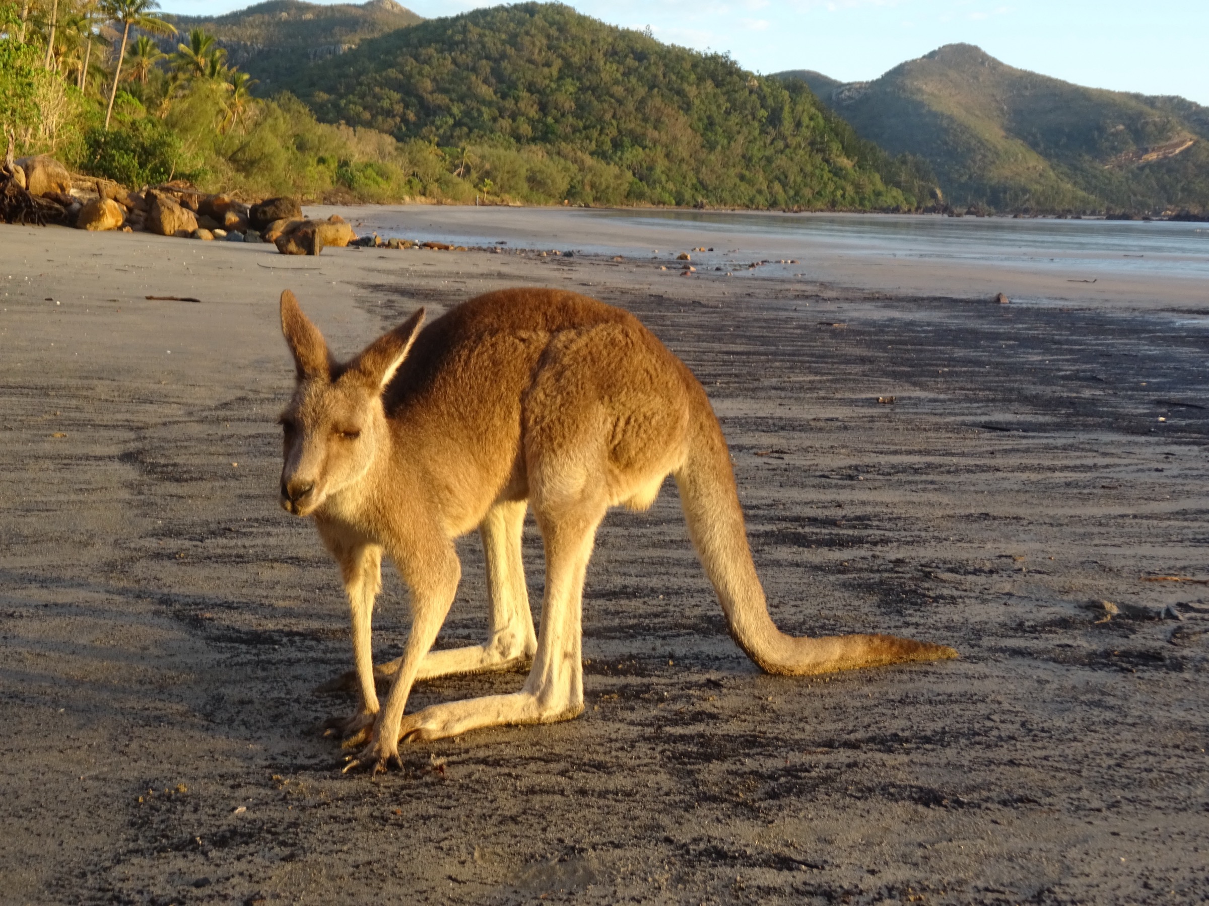Eastern grey kangaroo on the beach at Cape Hillsborough at sunrise