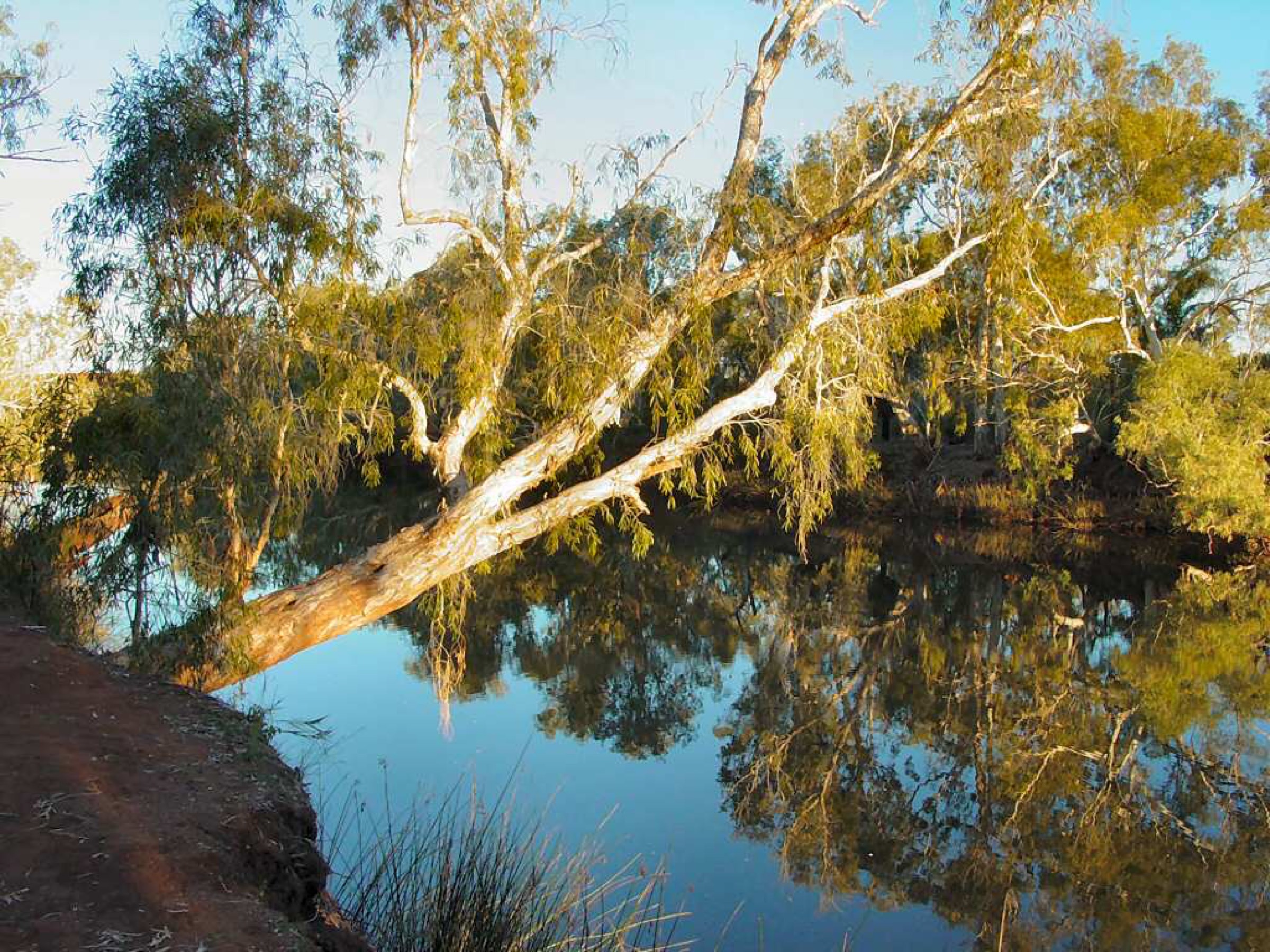 Crossing Pool on the Fortescue River, Millstream