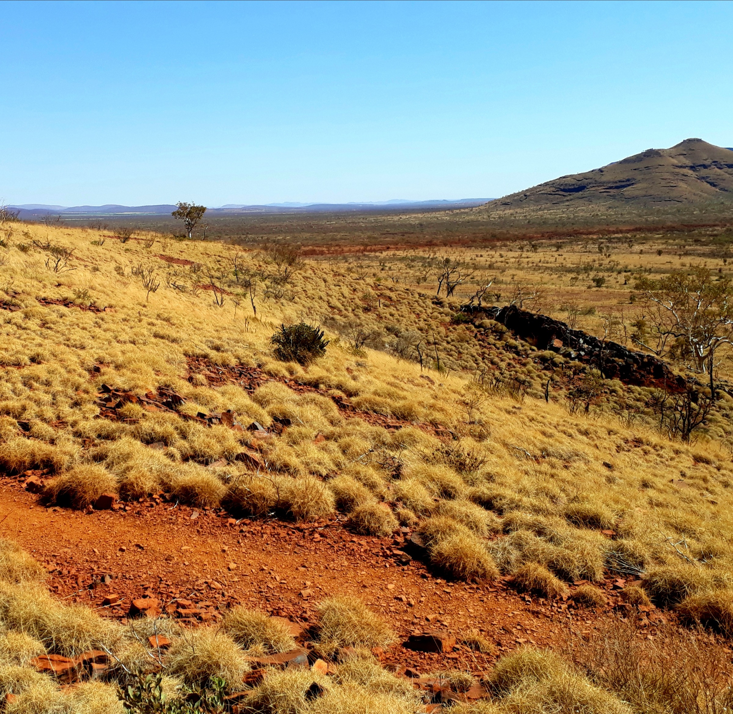 Hummock grassland on the ridge of Mount Bruce / Punurrunha