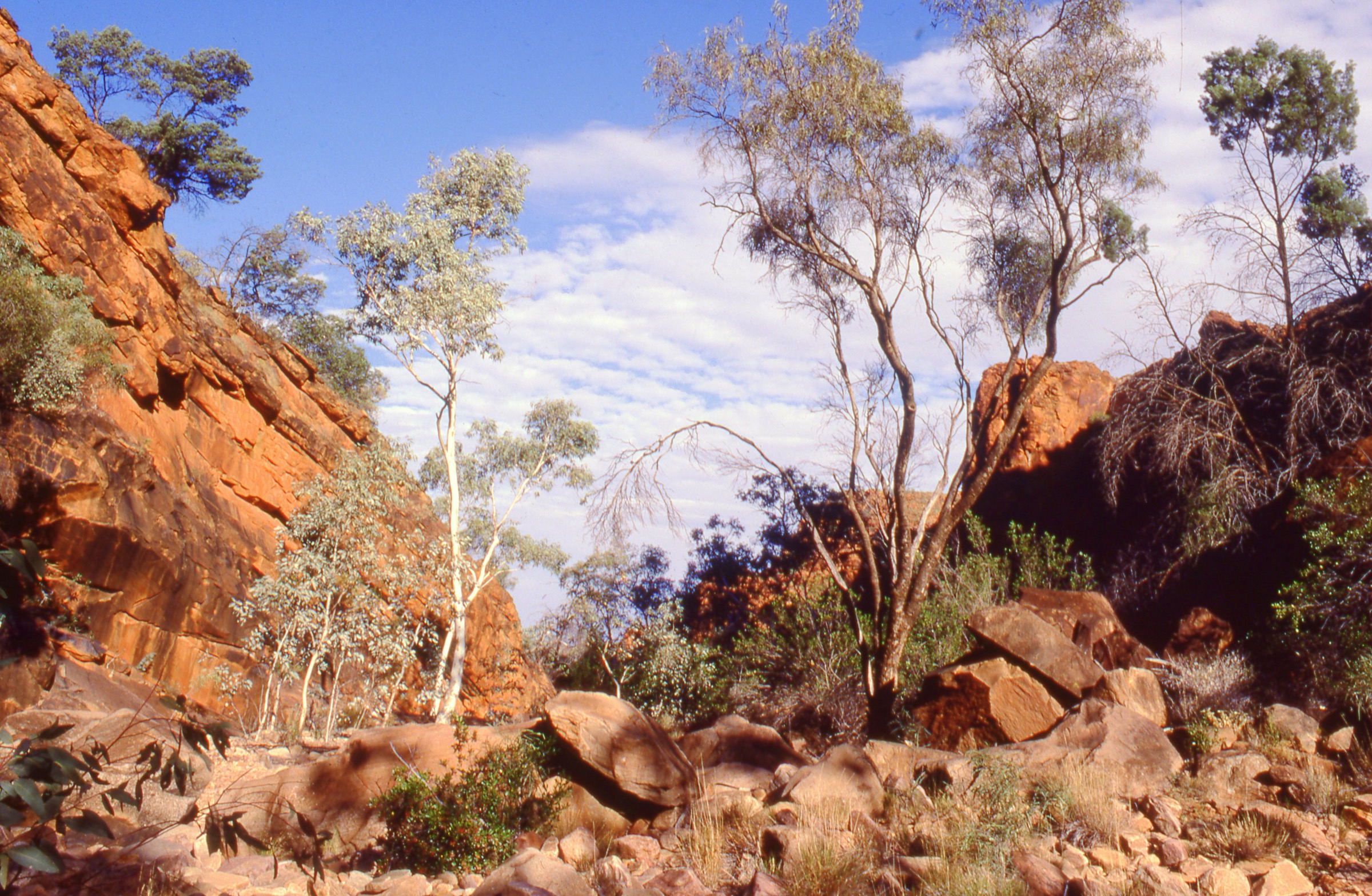 Red rock walls of N'Dhala Gorge with ancient Aboriginal petroglyphs carved into the stone surfaces, Northern Territory, Australia