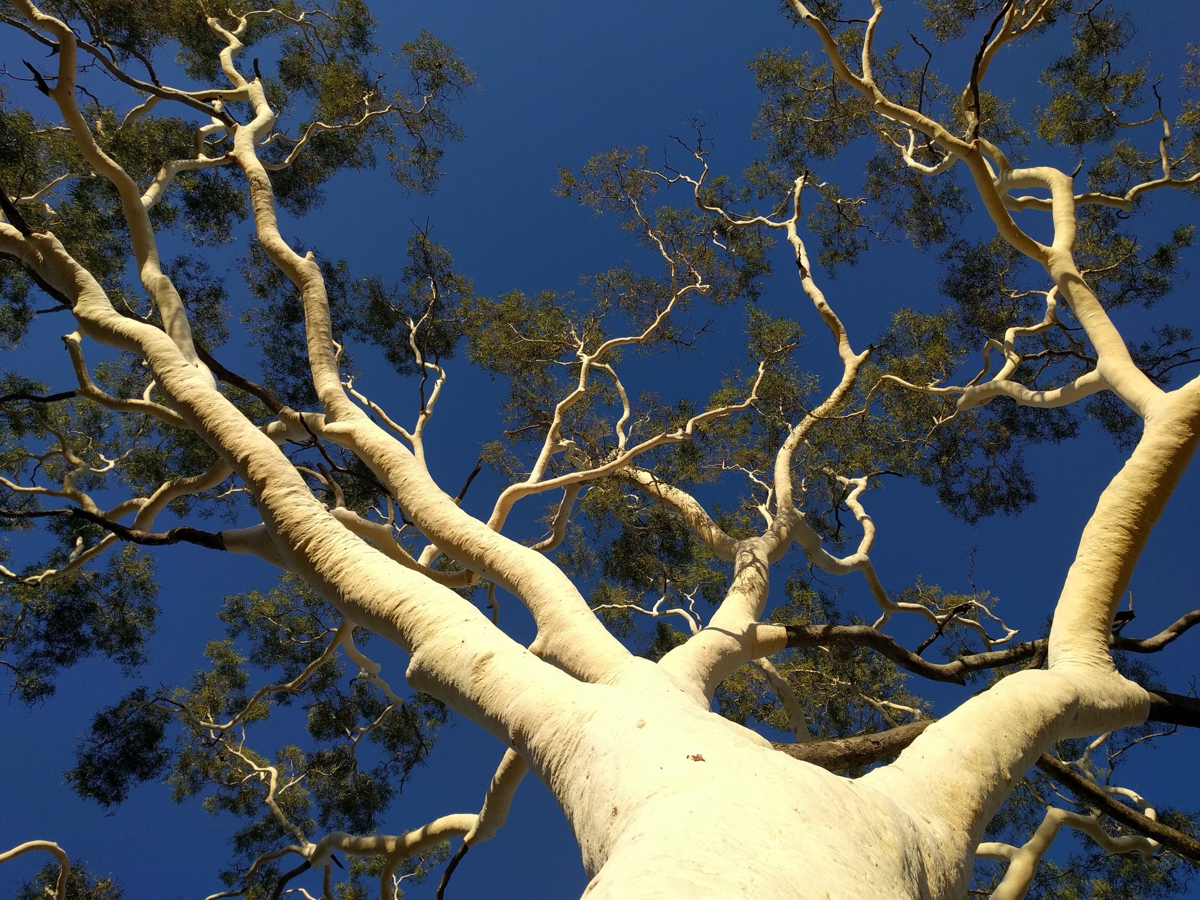 A tall ghost gum tree standing in the sandy creekbed and red rock walls of Trephina Gorge, Northern Territory, Australia