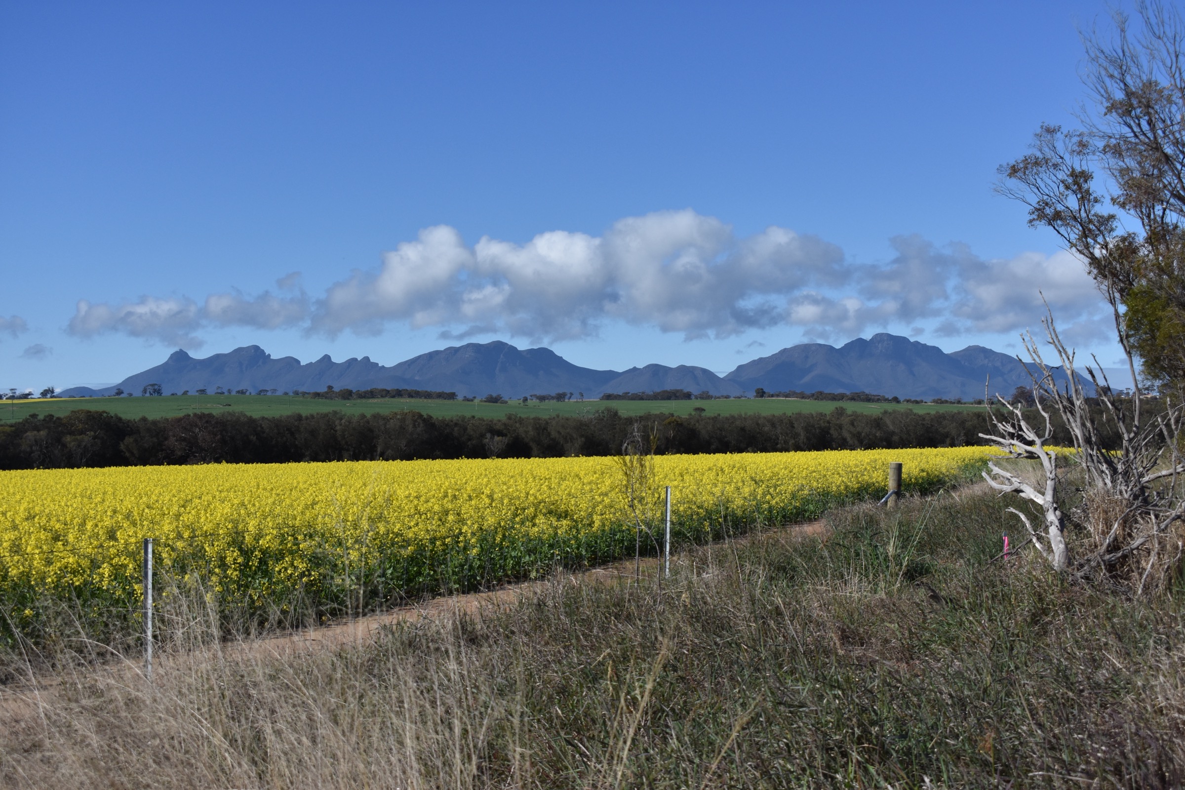 Bluff Knoll in spring with wildflower bloom on the lower slopes