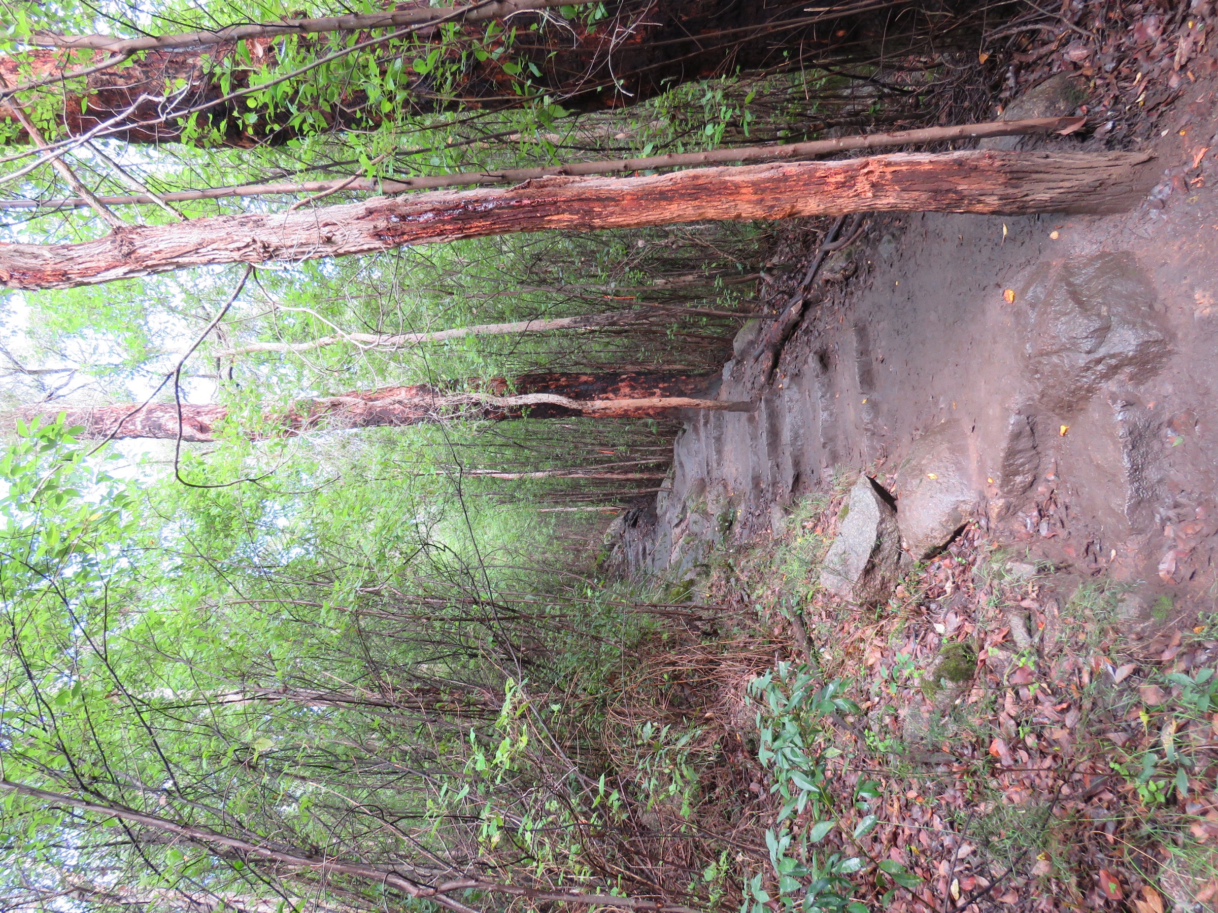 Karri forest character of the Porongurup Range, from the Castle Rock trailhead