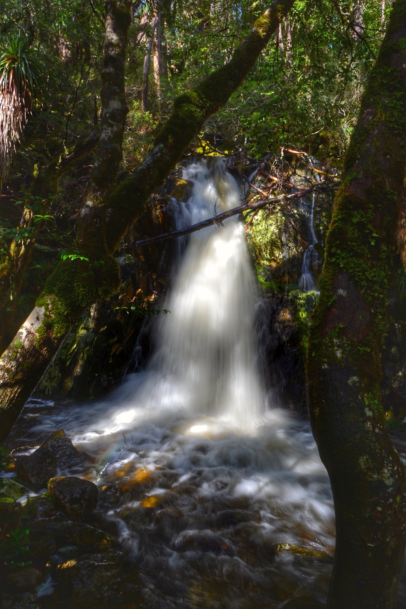 Crater Falls set in the King Billy and myrtle-beech rainforest at Cradle Mountain