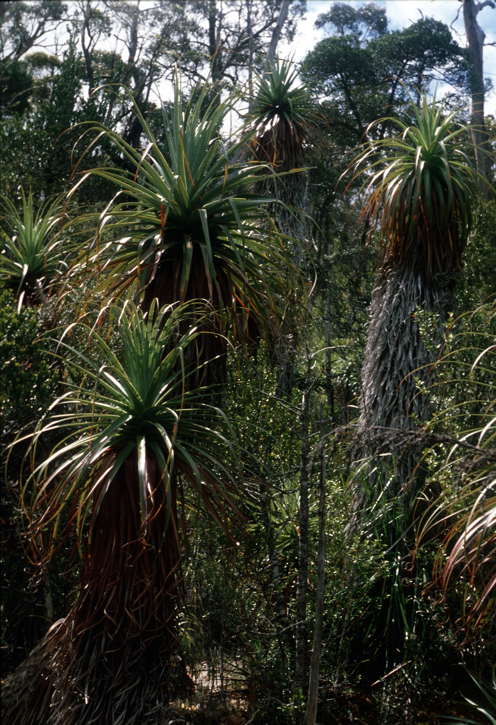 Pandani (Richea pandanifolia), the giant heath endemic to Tasmania that anchors the Lake Dobson walk
