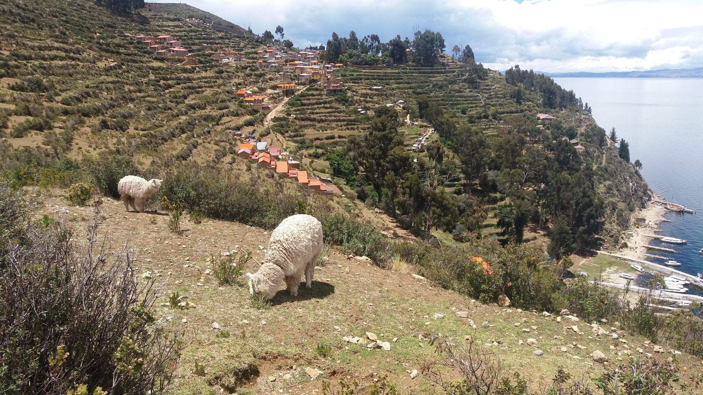 Agricultural terraces on Isla del Sol dropping toward Lake Titicaca