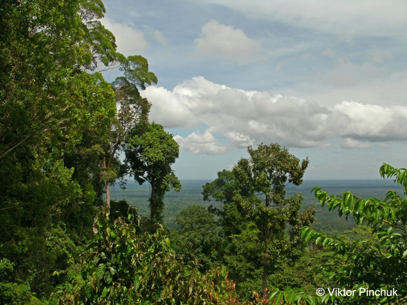 Bukit Patoi forest summit area