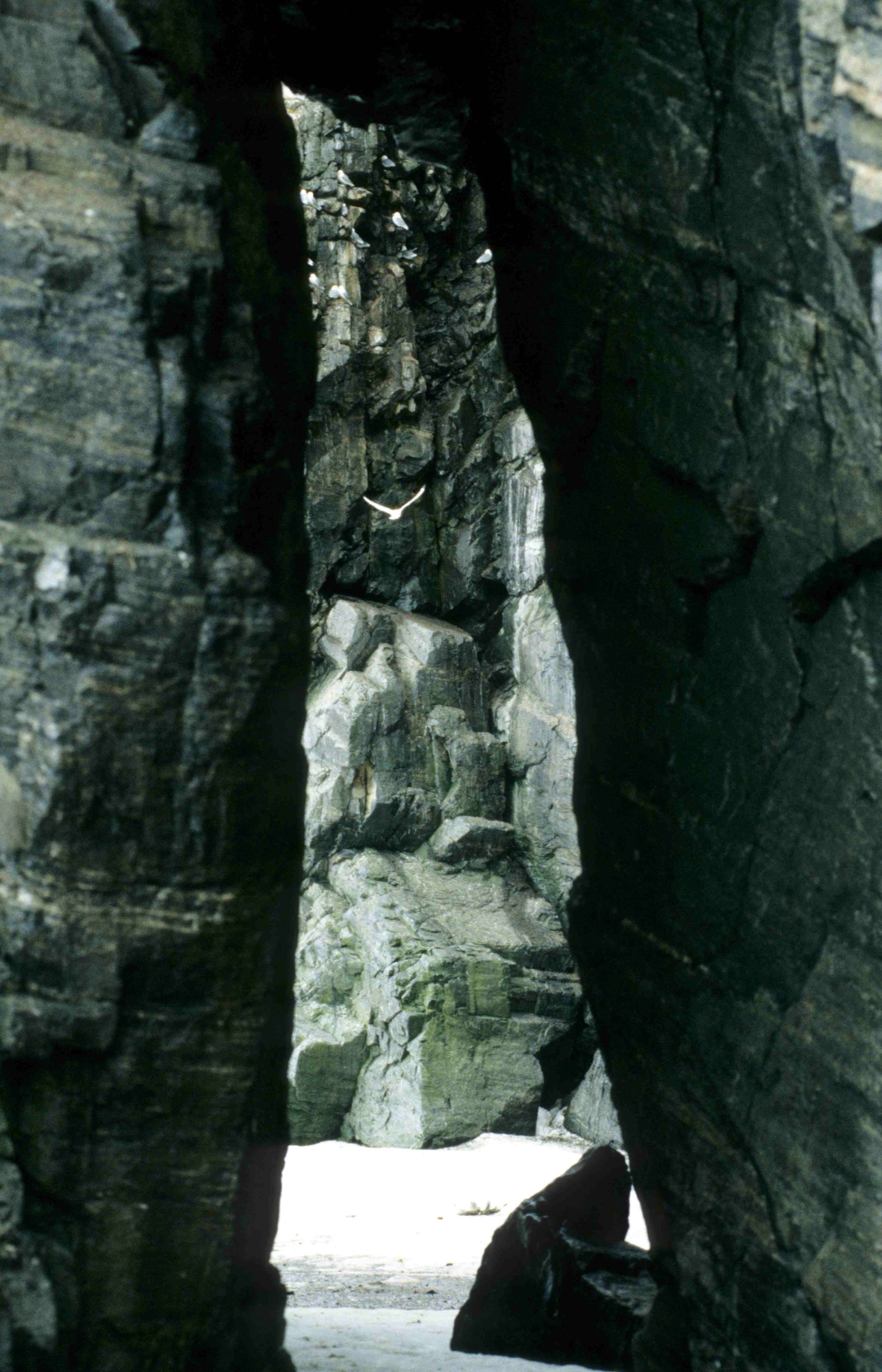 Kittiwakes on the cliffs of Cape Graham Moore, south-eastern Bylot Island