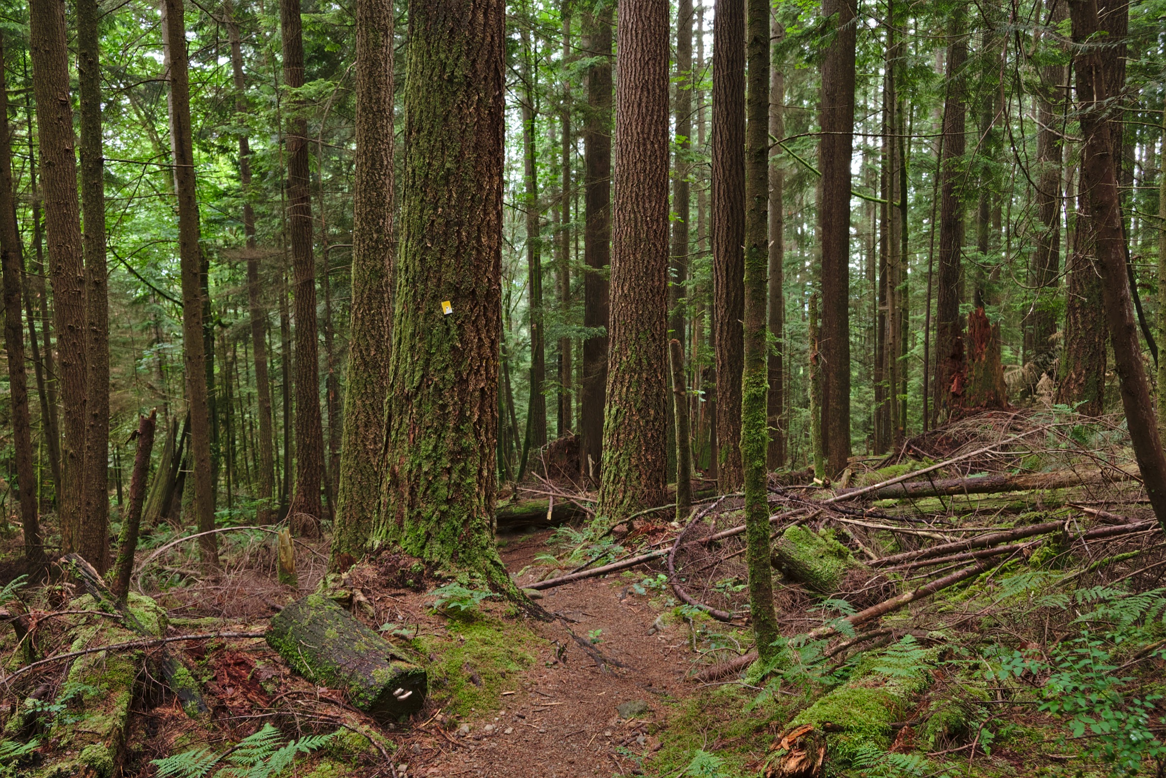 Mount Seymour Provincial Park subalpine trail, North Shore Mountains, British Columbia