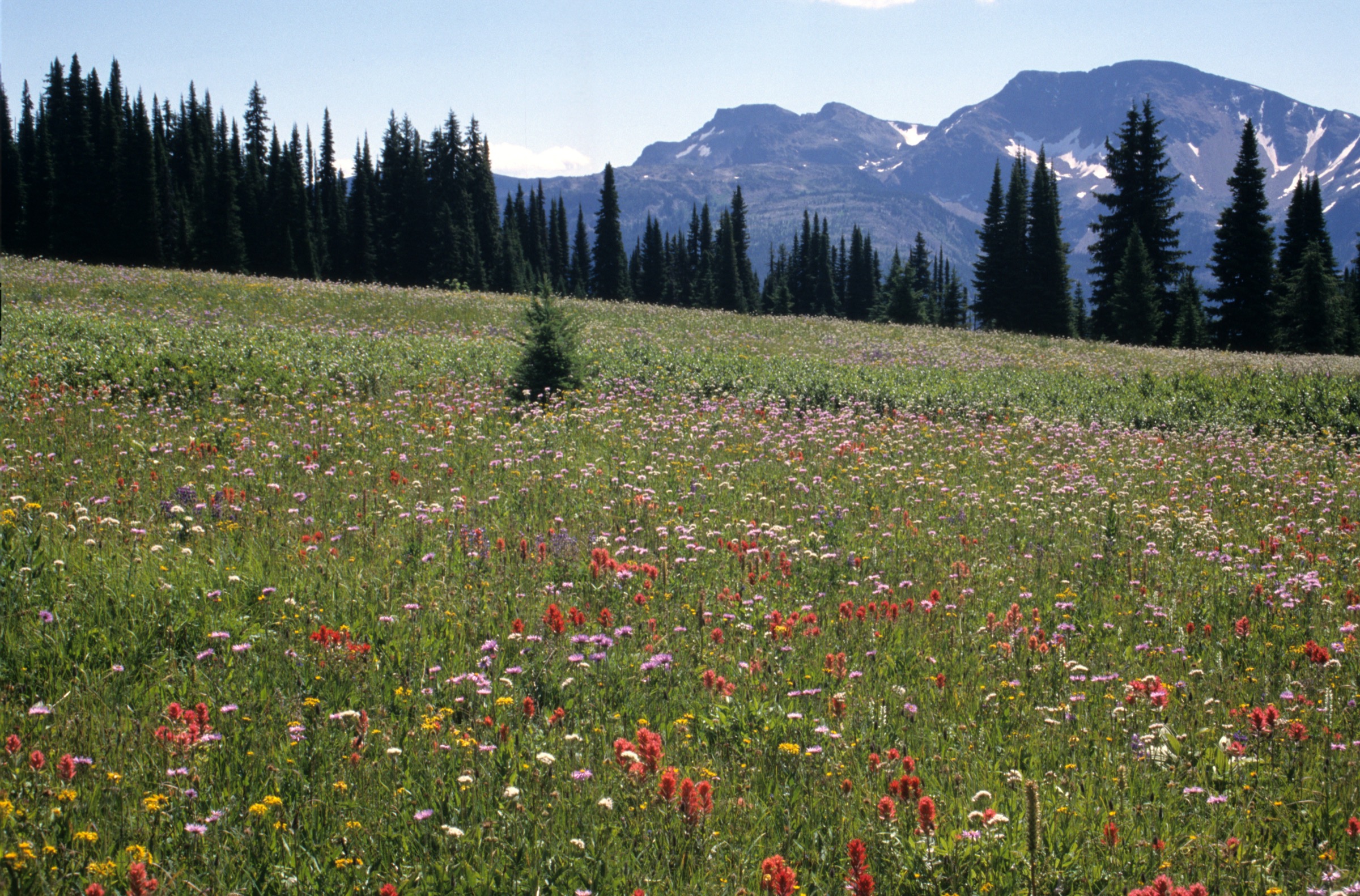 Trophy Flower Meadows with Raft Mountain in the distance