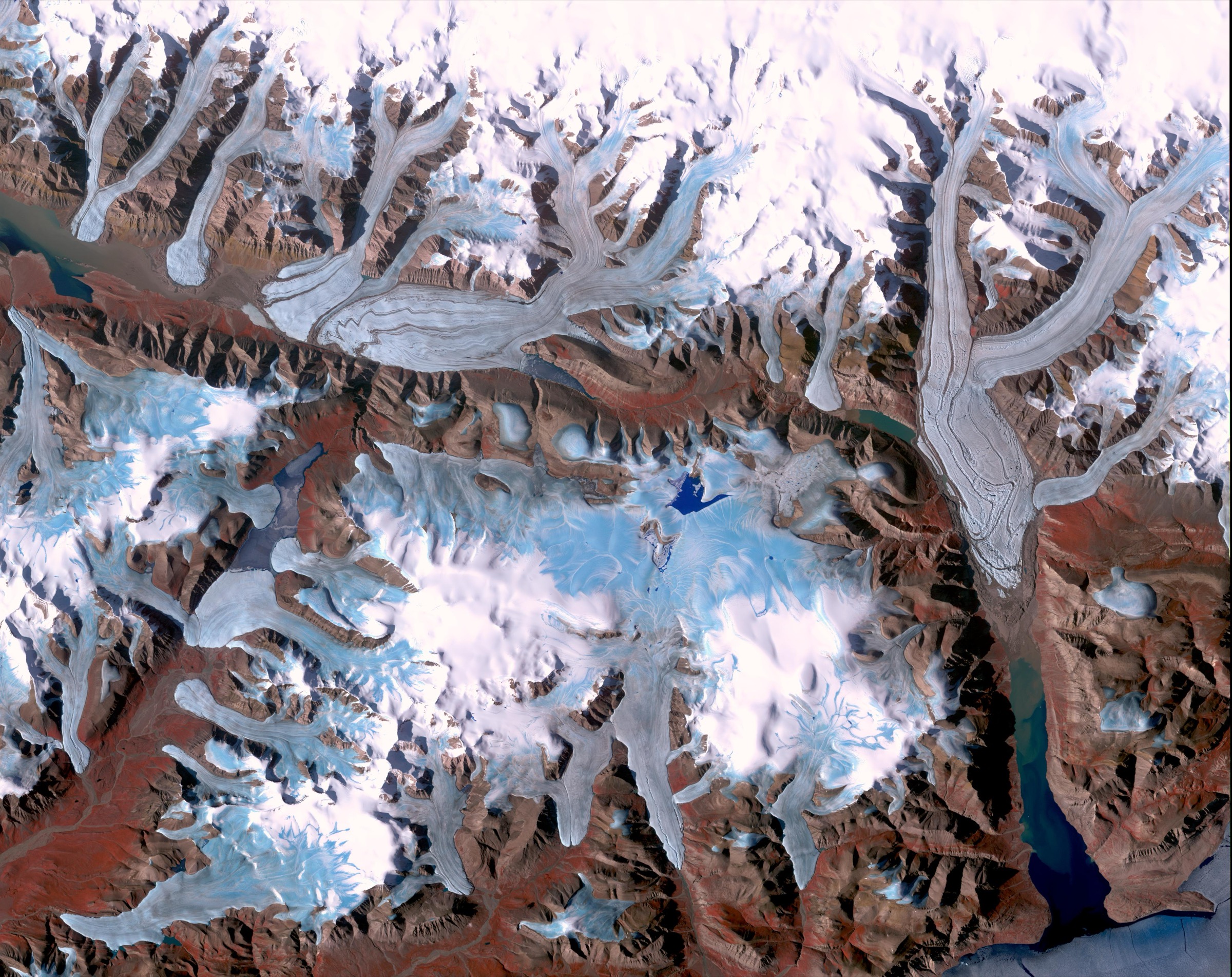 Ellesmere Island Arctic poppies and tundra flora — illustrative of the high-latitude coastal flat character at Cape Columbia