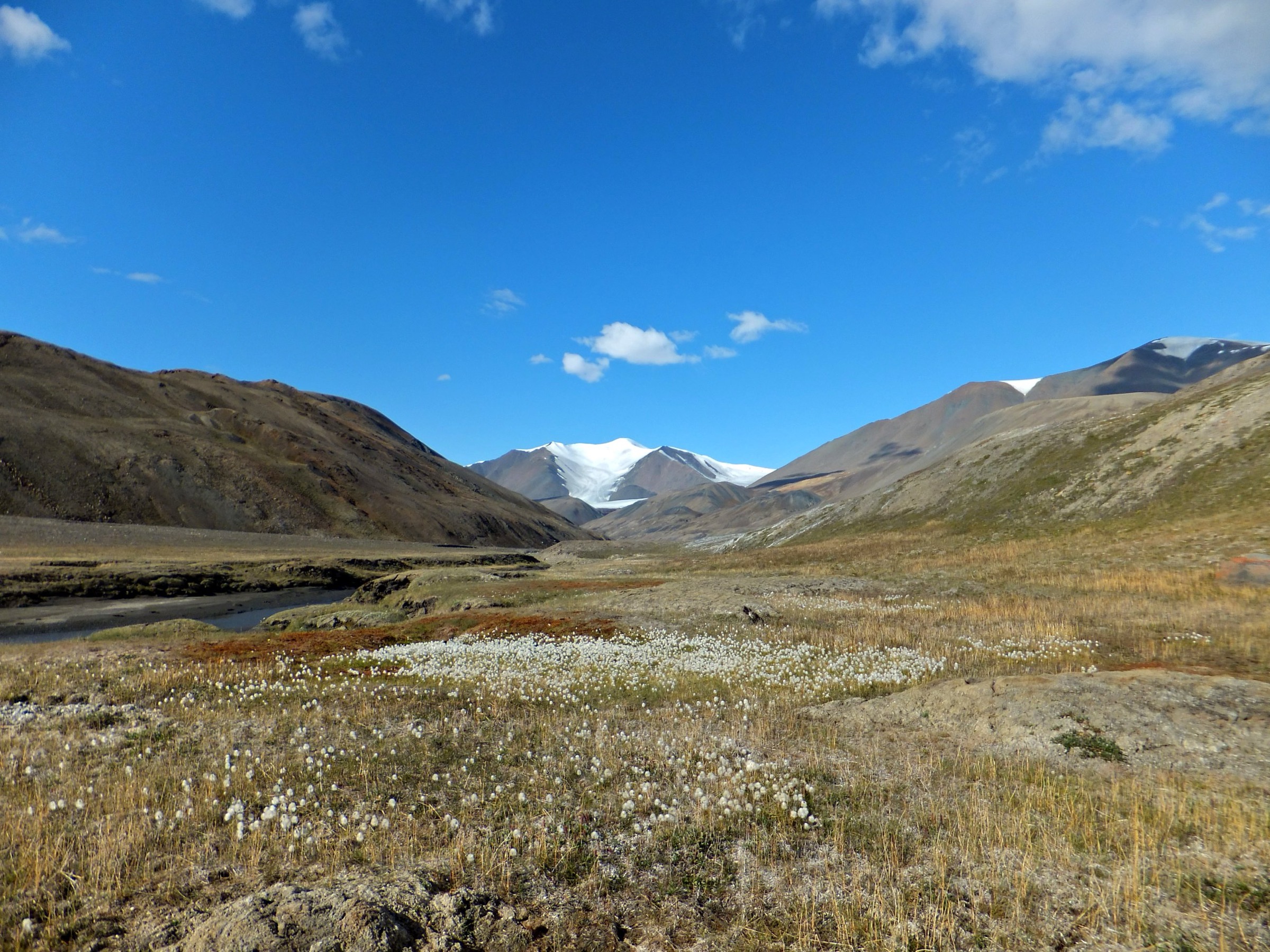 Flowering tundra by an Ellesmere Island river — illustrative of the Ruggles River outflow terrain