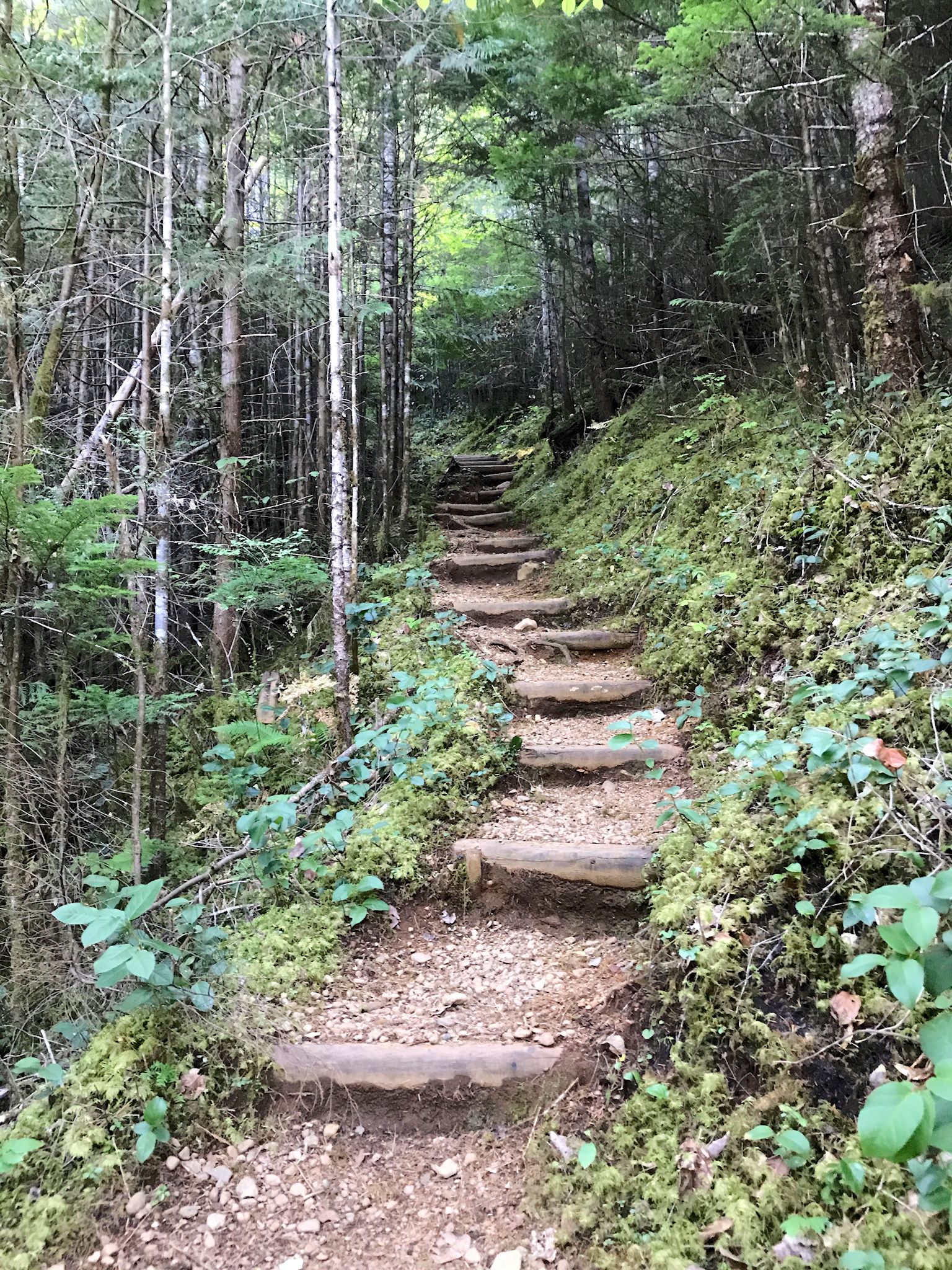 Stairway on the Flower Ridge trail, Strathcona Provincial Park