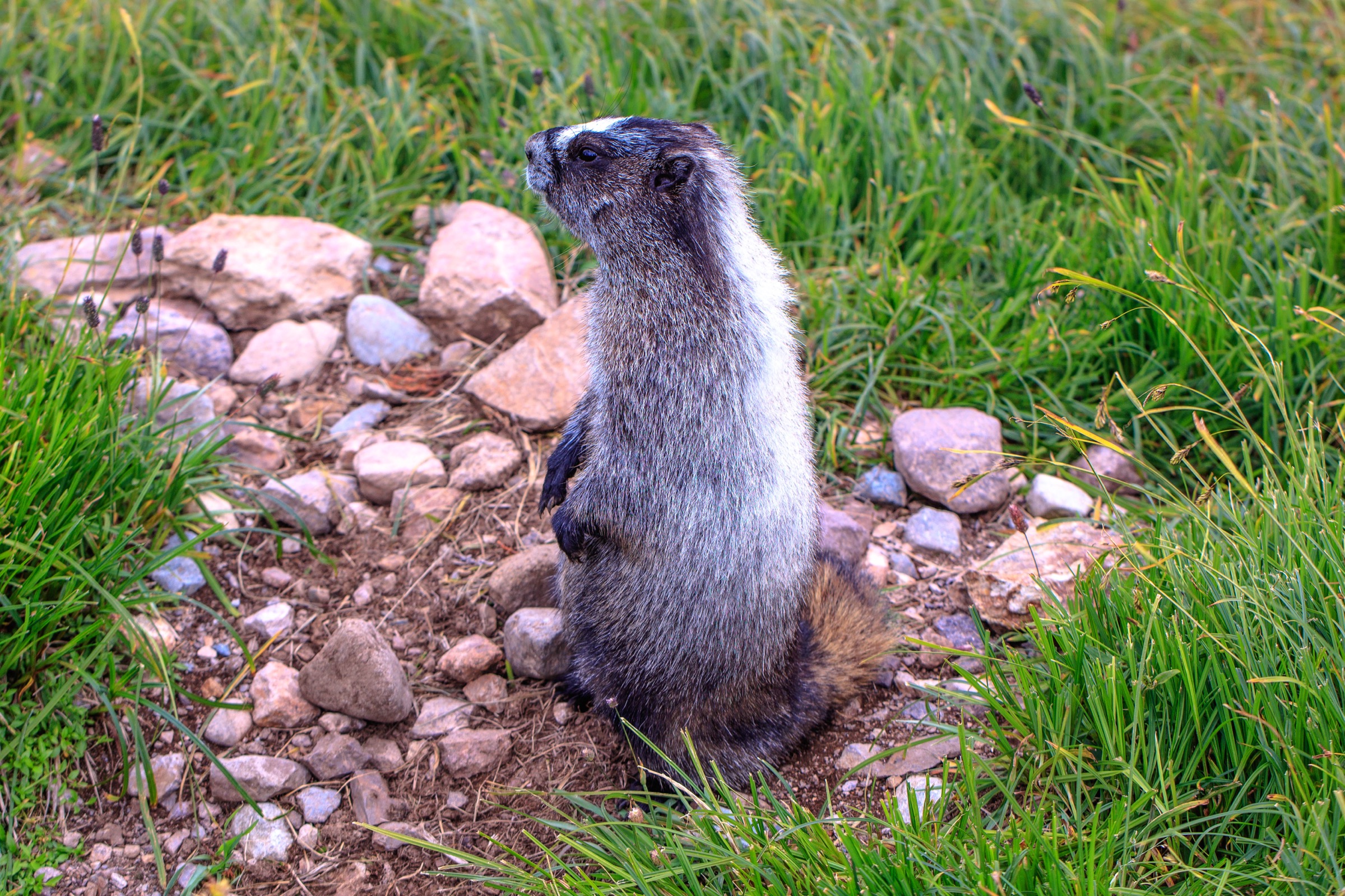 A hoary marmot on rocks along the Crater Lake trail on Hudson Bay Mountain near Smithers, British Columbia