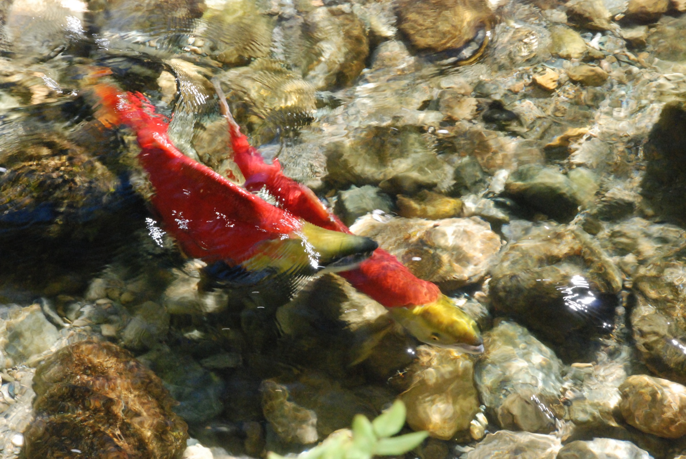 Male and female sockeye salmon spawning in the Adams River, Tsútswecw Provincial Park
