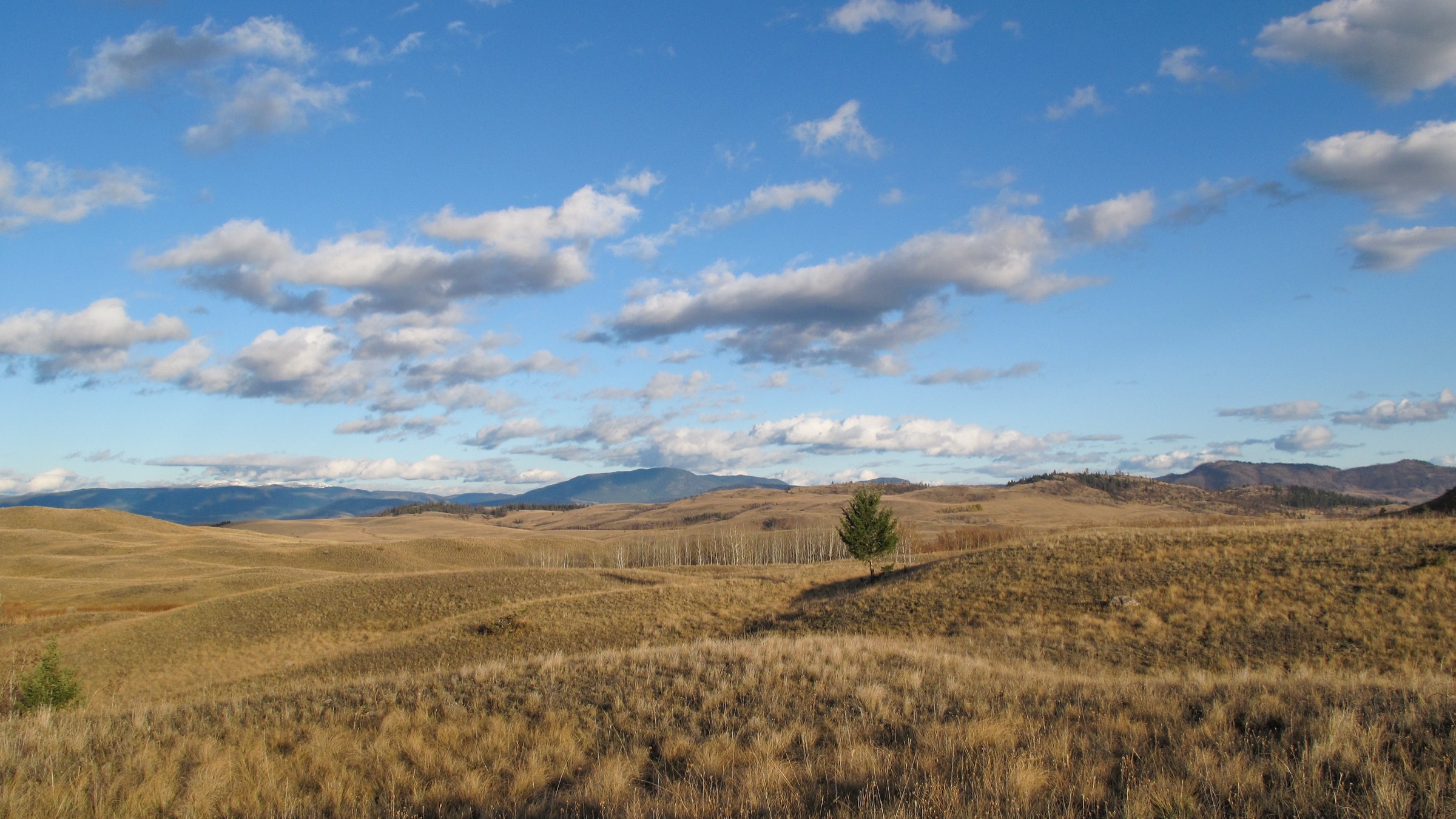 Bunchgrass benches and ponderosa pine in the Lac du Bois Grasslands Protected Area above Kamloops Lake