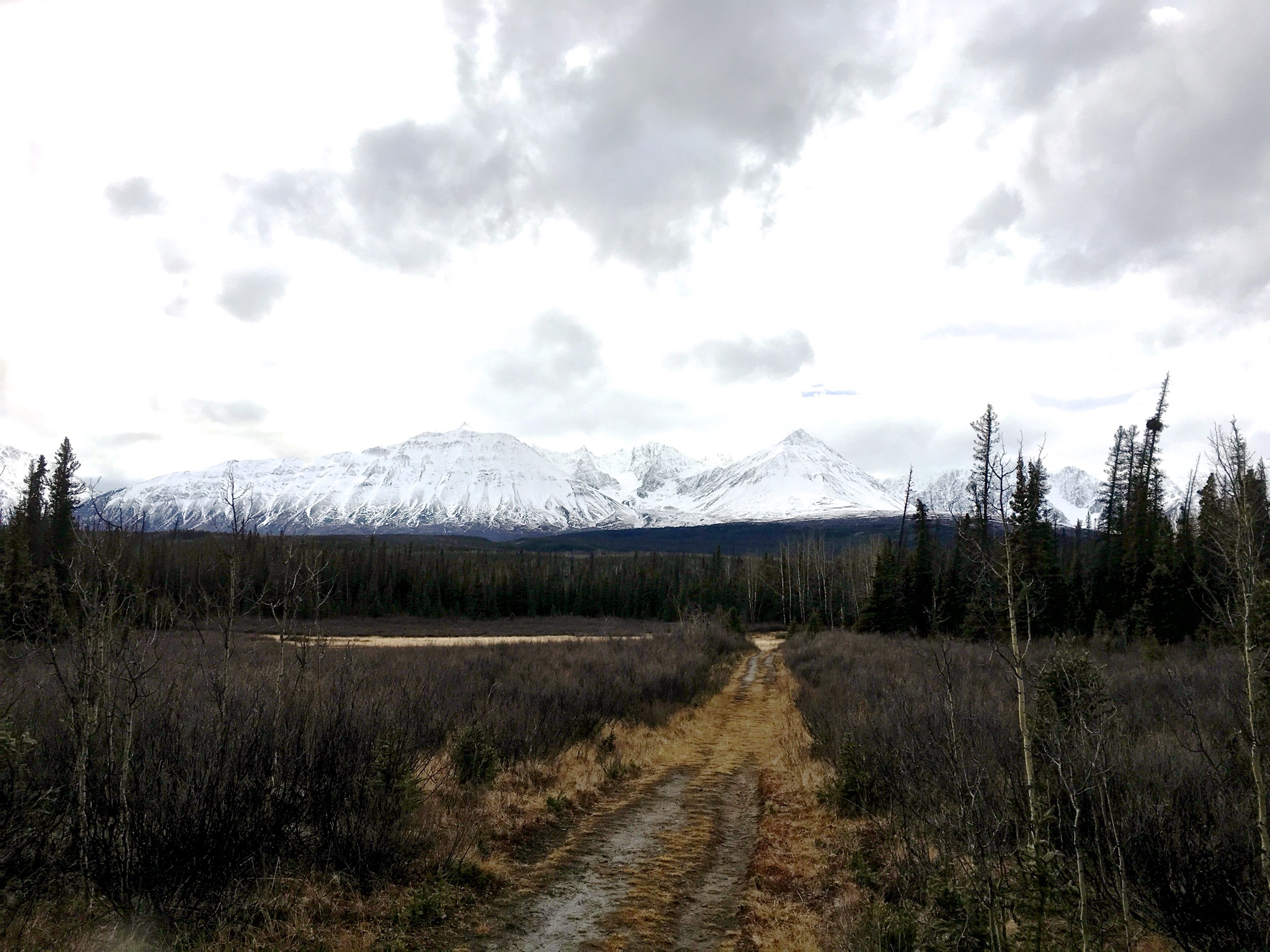 View west towards the Auriol Range from the Auriol Trail, Kluane National Park