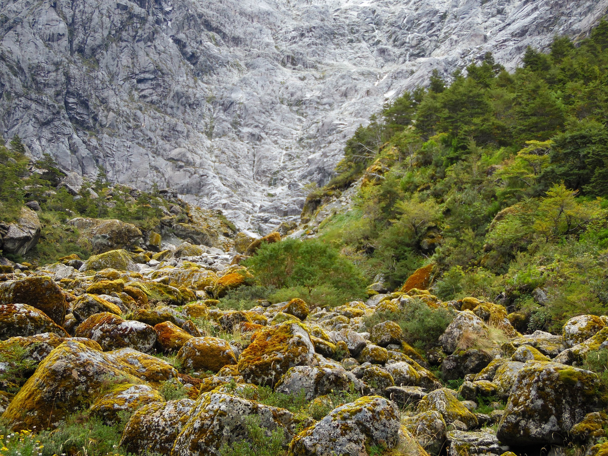 Bosque Encantado, Parque Nacional Queulat