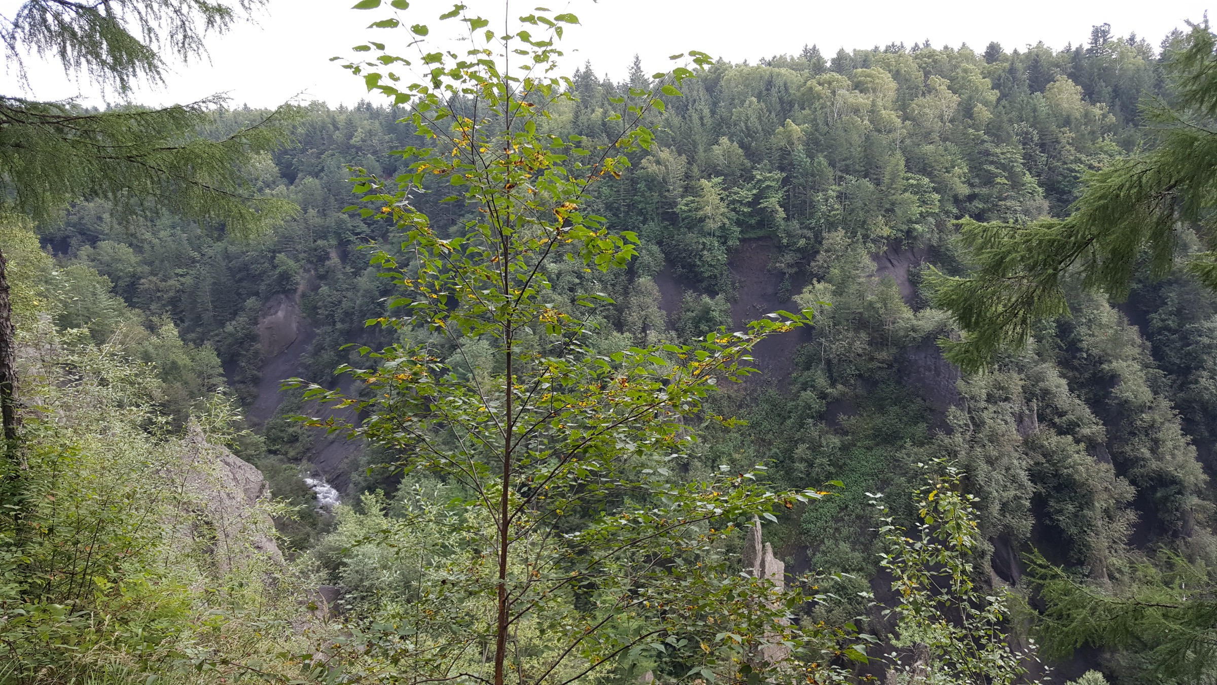 Volcanic canyon on the West Slope of Changbai Shan, likely Jinjiang Grand Canyon
