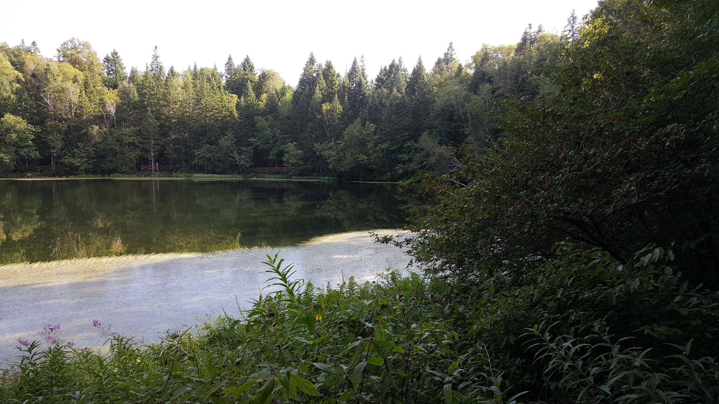 Wangchi, a small crater lake on the West Slope of Changbai Shan