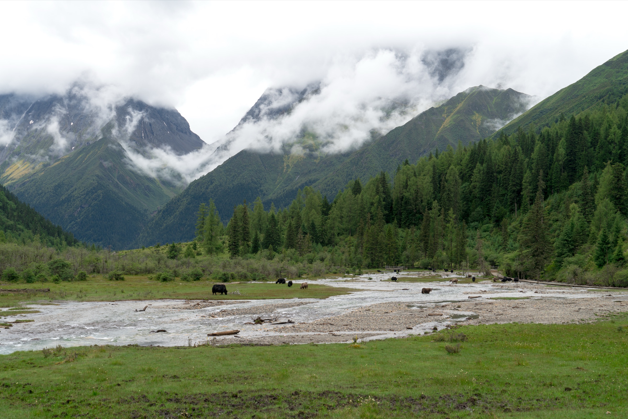 Changping Valley boardwalk, forest and snow peaks, Mount Siguniang Scenic Area