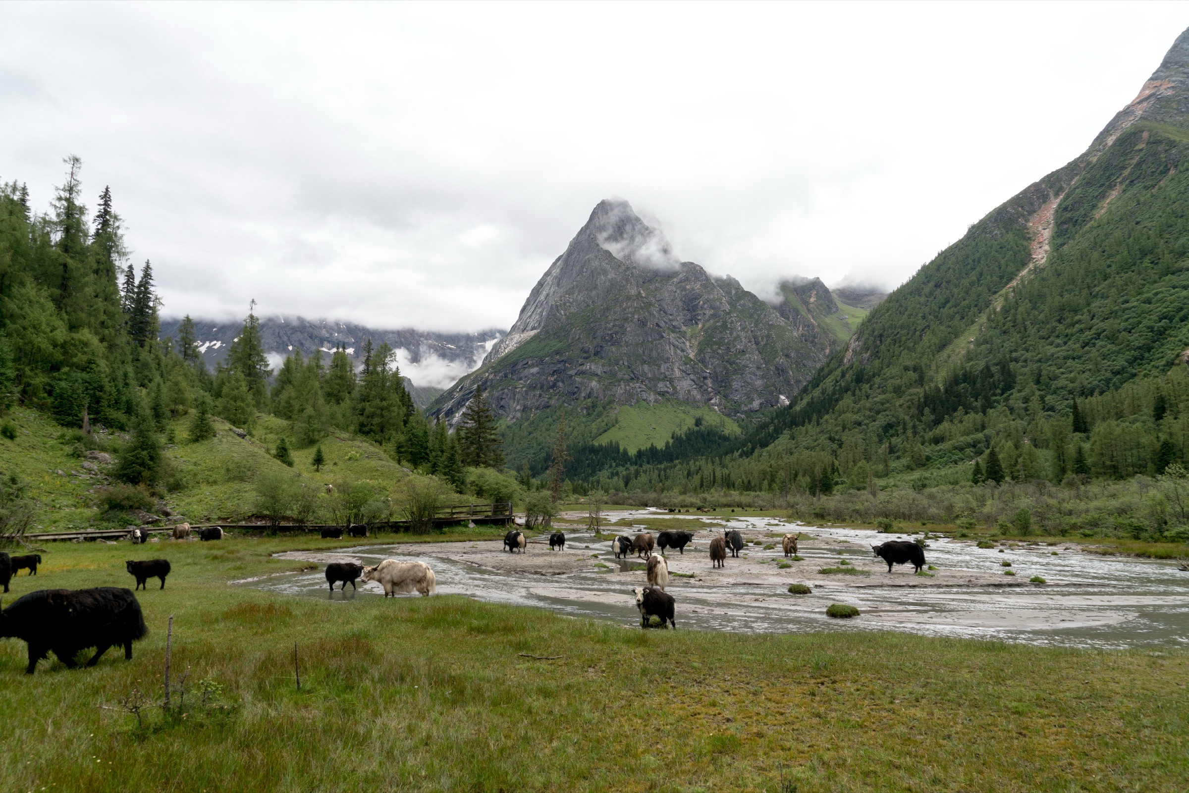 China — Qionglai Mountains: Siguniangshan, Sichuan