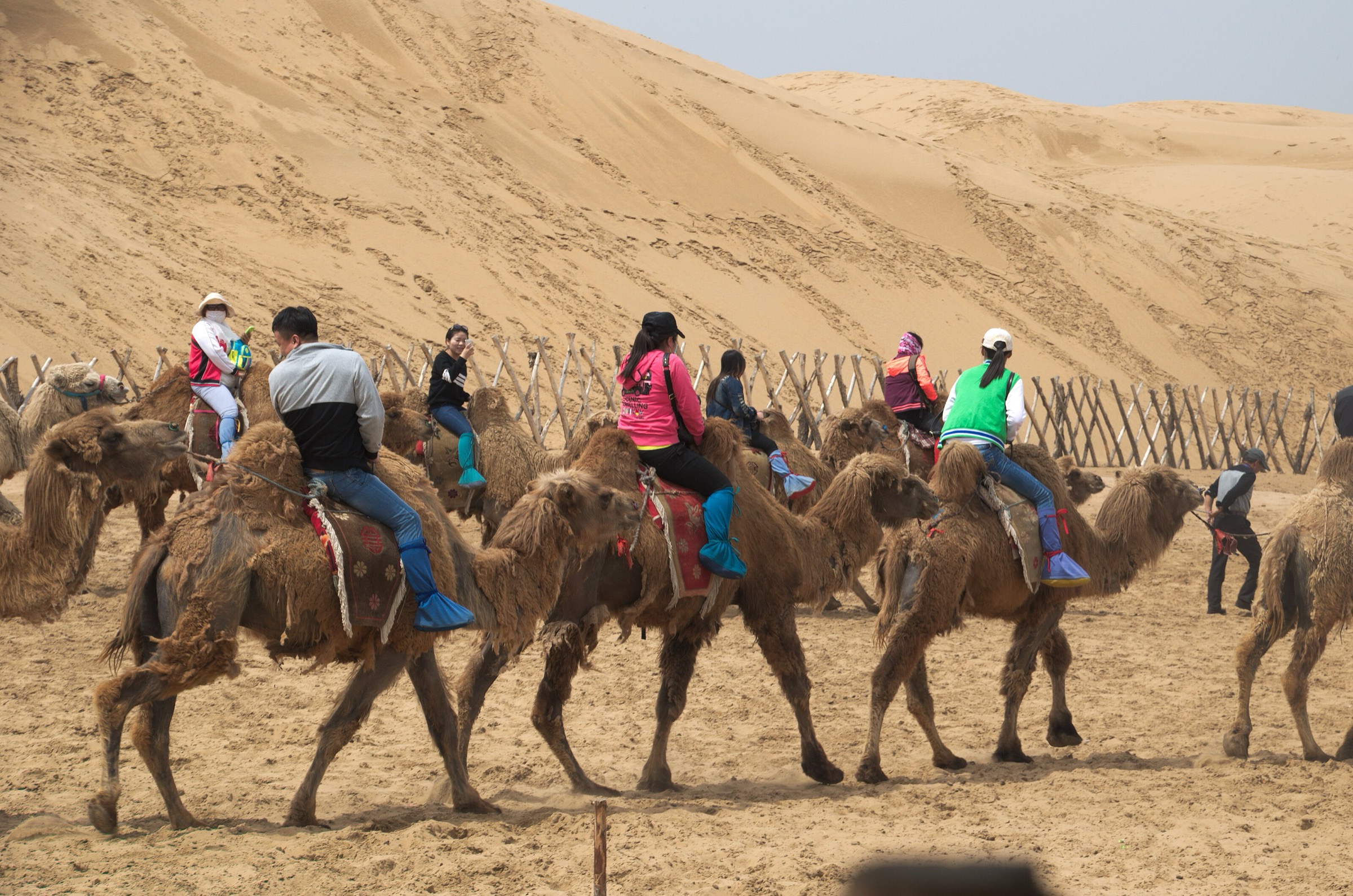 Camel caravan crossing dune country in the Kubuqi Desert near Ordos, Inner Mongolia