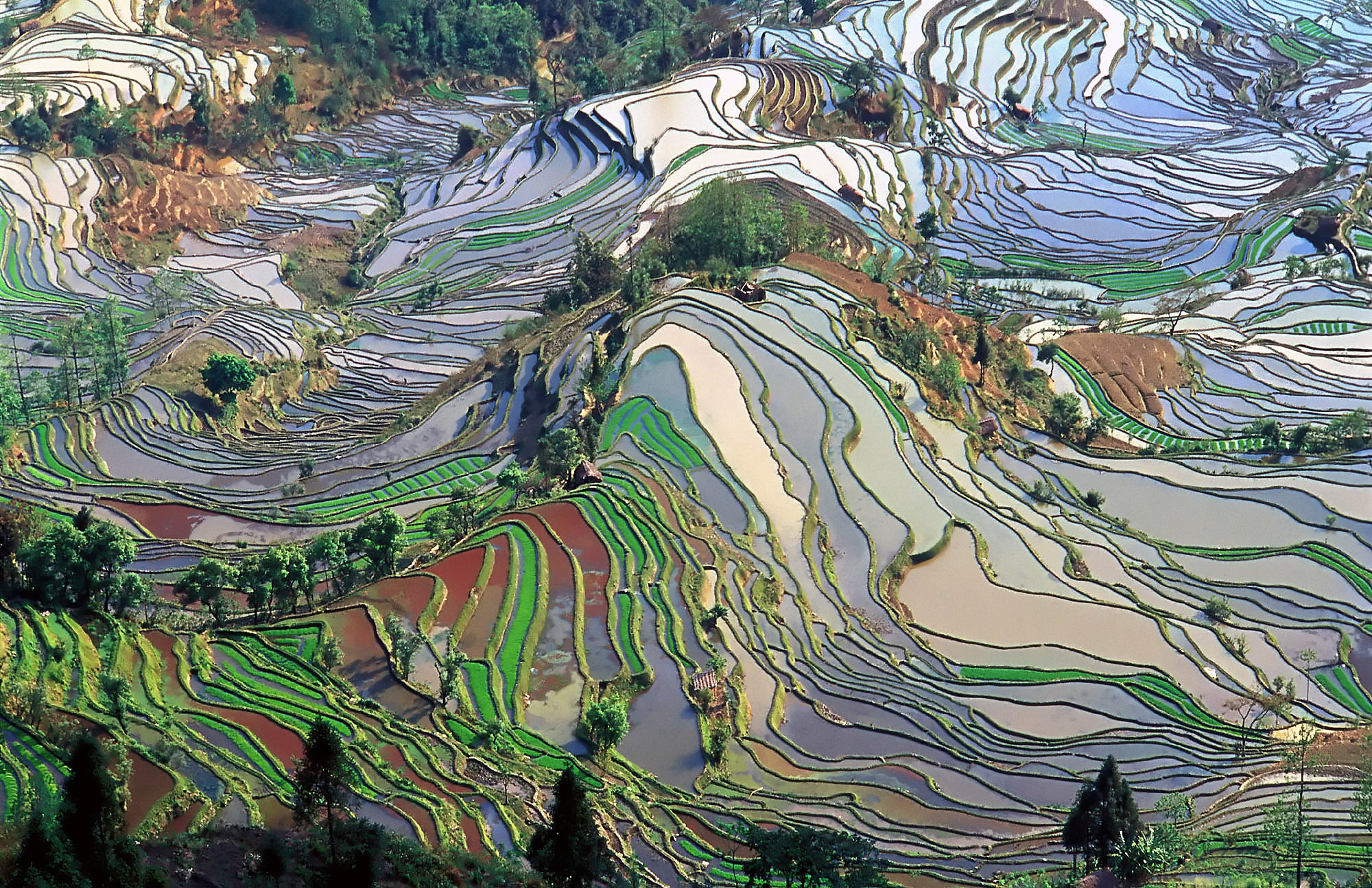 Terraced paddies in the Bada amphitheatre of the Yuanyang Hani rice terraces