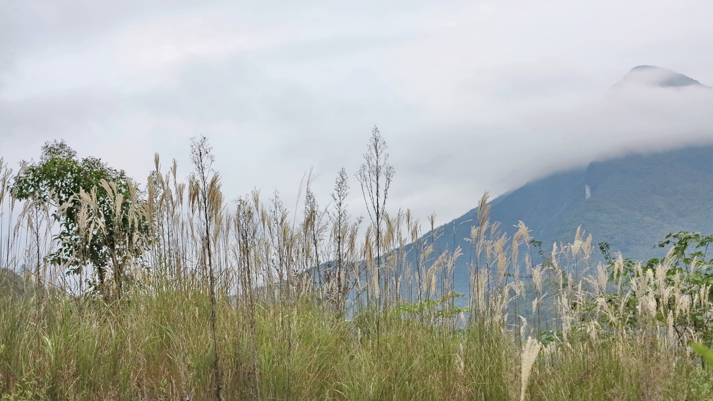 Reed flowers in the Mount Jinfo scenic area, Nanchuan