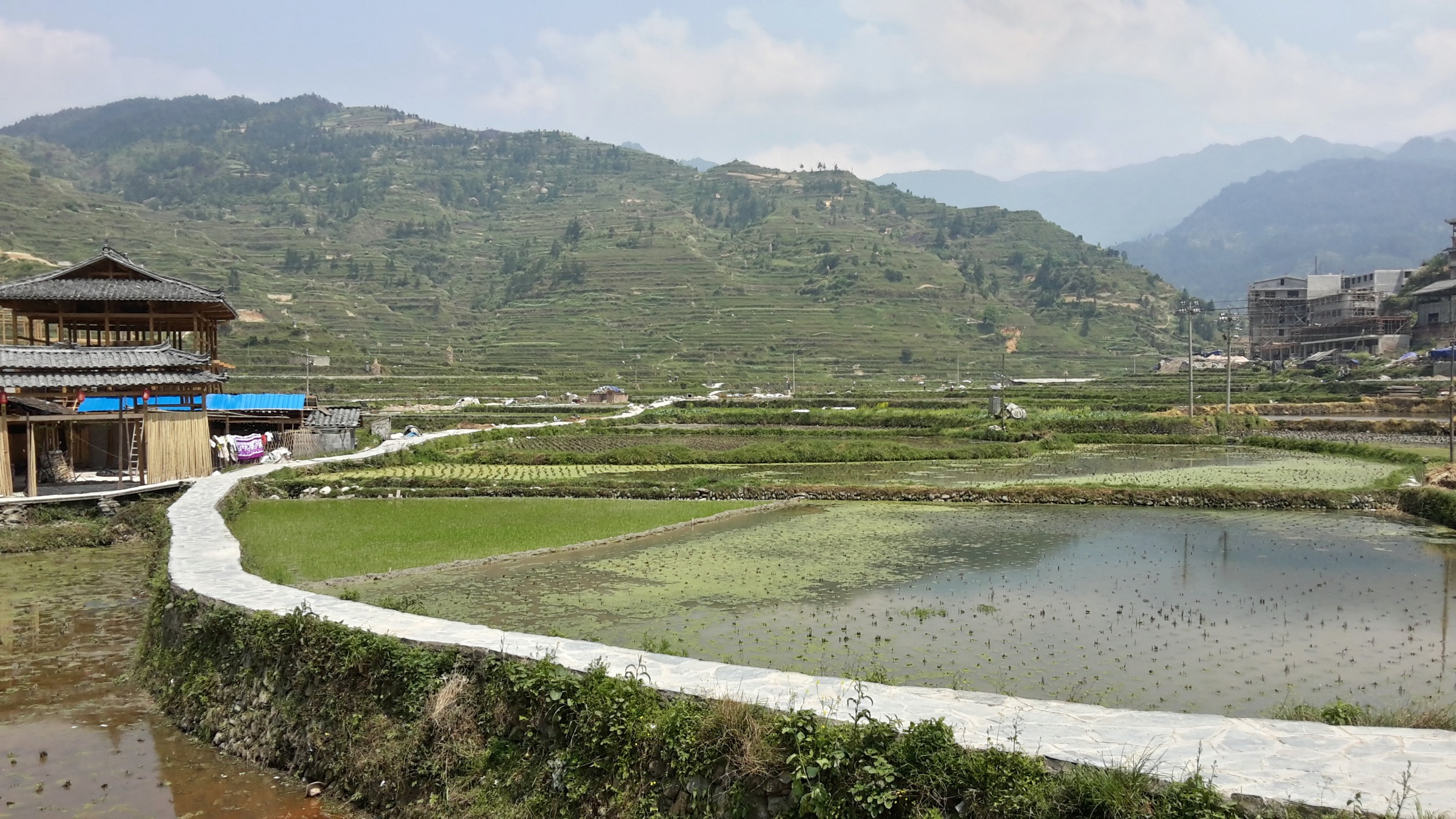 Rice paddies above Xijiang Qianhu Miaozhai, the thousand-household Miao village