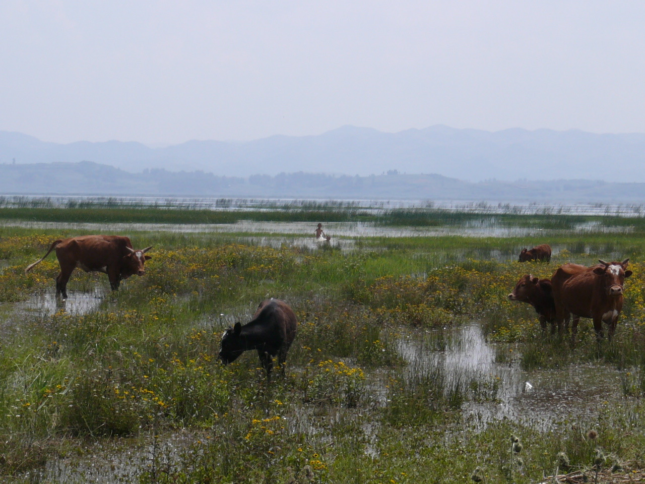 Caohai (Sea of Grass) plateau lake, Weining Autonomous County, Guizhou