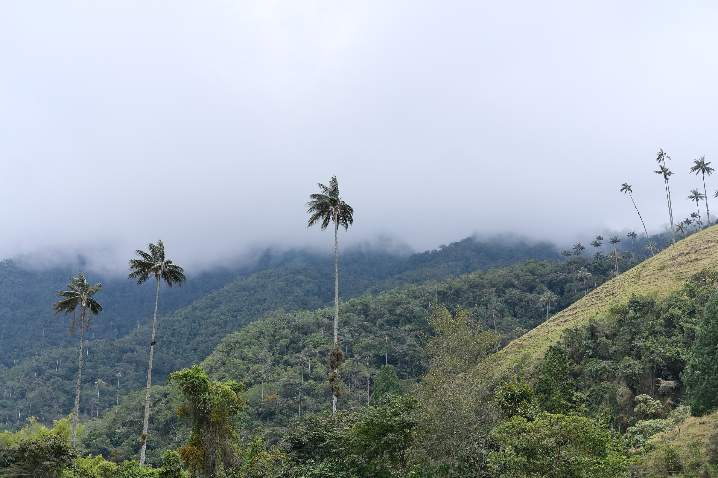 Wax palms in the Cocora Valley, Colombia