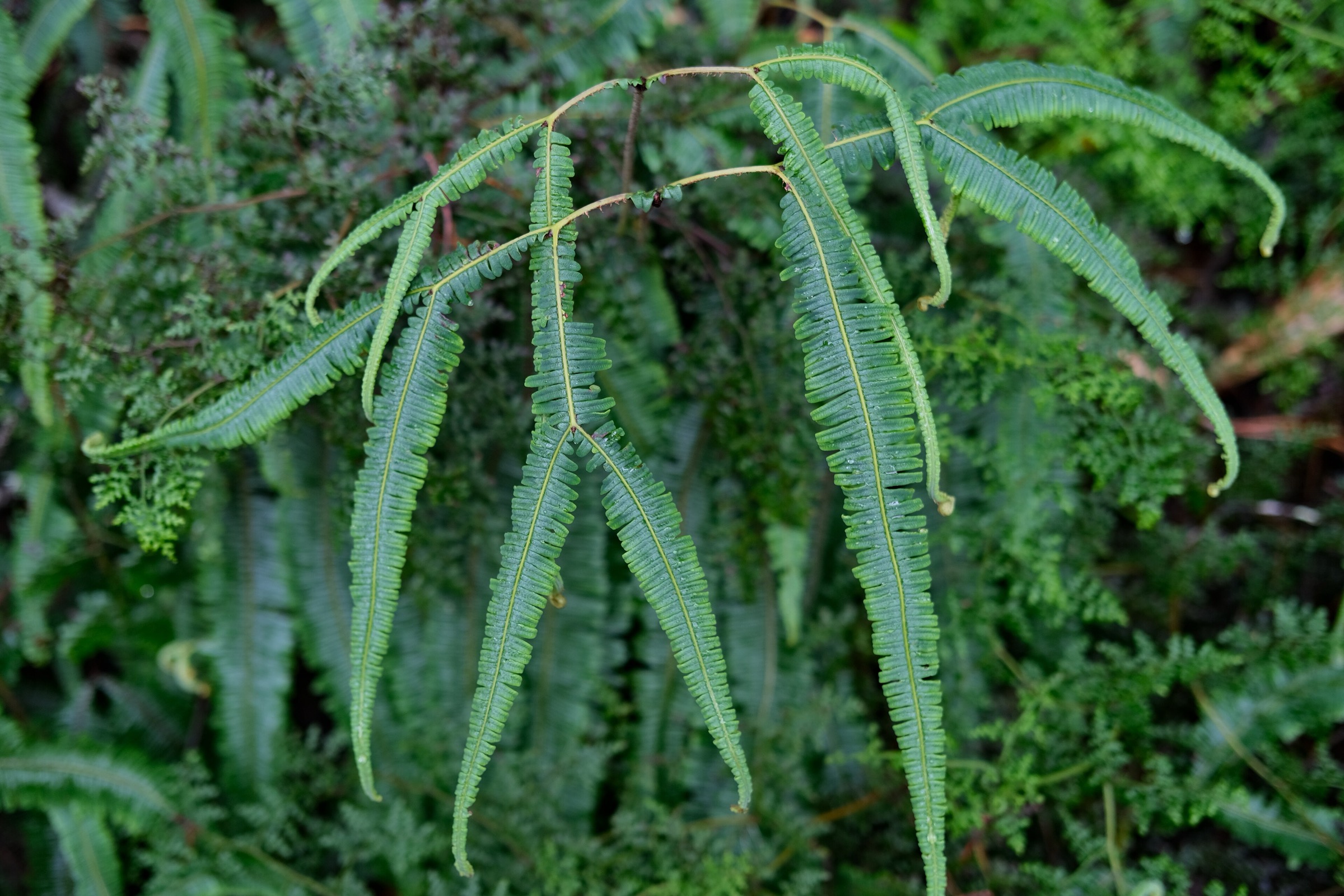 Tropical fork fern (Sticherus) on the trail to Cerro Kennedy from Minca, Sierra Nevada de Santa Marta