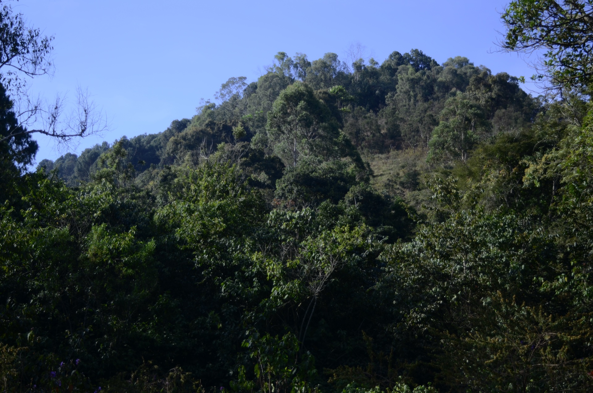 Bururi Forest Nature Reserve, southern Burundi highlands