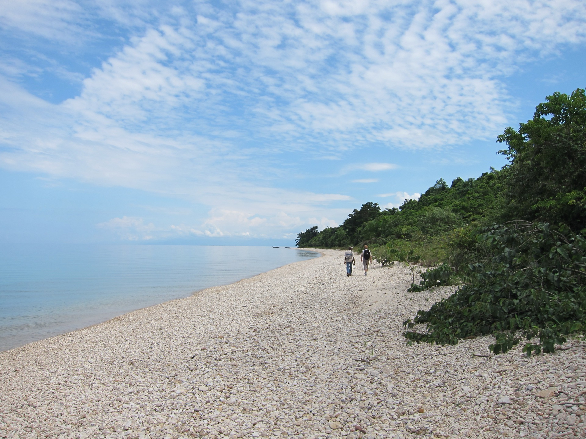 Forested Gombe escarpment meeting Lake Tanganyika, Gombe Stream National Park