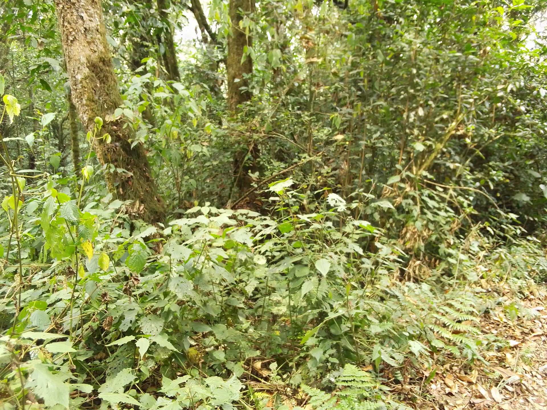 Kibira National Park montane forest at Teza, Congo-Nile Divide, Burundi